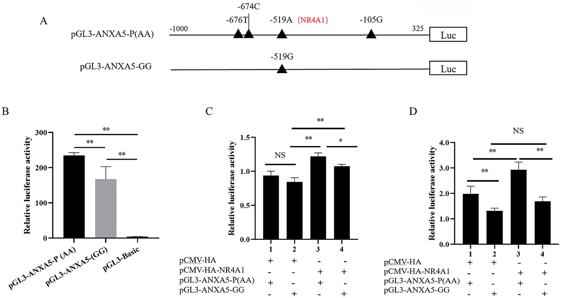 Diagram A illustrates the structure of two constructs: pGL3-ANXA5-P(AA) and pGL3-ANXA5-GG, highlighting mutations at specific nucleotide positions. The bar graphs (B, C, D) depict relative luciferase activity comparisons among different constructs. Graph B compares three constructs, showing pGL3-ANXA5-P(AA) with higher activity than others. Graphs C and D show increased luciferase activity with pGL3-ANXA5-P(AA) and variations when pCMV-HA and pCMV-HA-NR4A1 are used. Statistical significance is indicated by asterisks, with