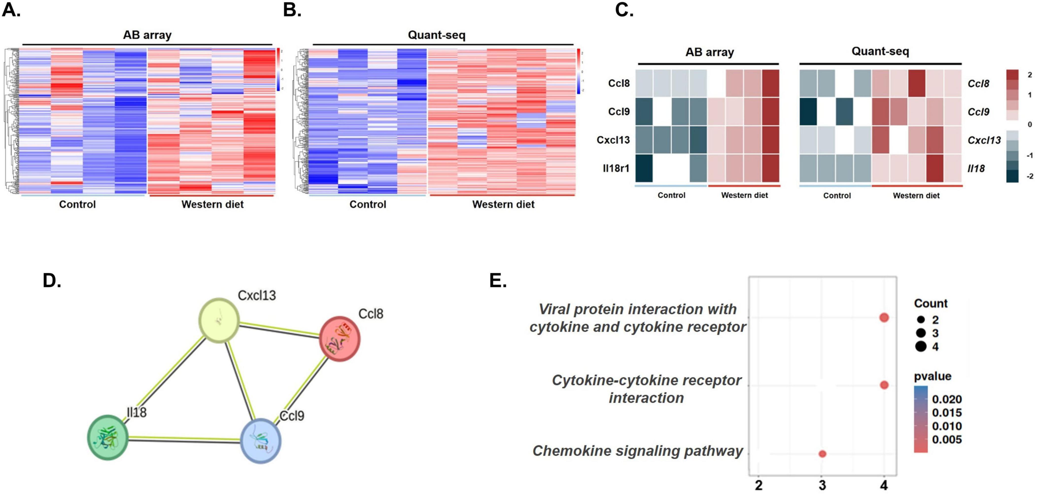 “Identification of epididymal white adipose tissue-associated pro-inflammatory cytokines using Antibody array and QuantSeq 3′-mRNA sequencing. (A) Heatmap of cytokine expression in eWAT using the Antibody array. A total of 115 cytokines were significantly upregulated in the WD group compared with those in the control group, as indicated by the color scale representing relative expression levels (blue: downregulation, red: upregulation). (B) Heatmap of cytokine expression in eWAT determined using QuantSeq 3′-mRNA sequencing. In this analysis, 132 cytokines showed significant upregulation in the WD group compared with those in the control group, with similar color coding for relative expression changes. (C) A subset of five cytokines, including CCL8, CCL9, CXCL13, and IL-18, were consistently increased across both datasets (Antibody array for eWAT and QuantSeq for plasma) and were identified as eWAT-associated pro-inflammatory cytokines contributing to systemic and neuroinflammation in the WD group. (D) Protein–protein interaction (PPI) network analysis of differentially expressed genes (DEGs) was constructed using known interaction data. The network highlights significant interactions among key pro-inflammatory cytokines, illustrating the interconnected roles of these factors in inflammatory signaling. (E) Kyoto Encyclopedia of Genes and Genomes (KEGG) pathway enrichment analysis of the DEGs, with significant pathways related to inflammation, such as cytokine–cytokine receptor interaction and the chemokine signaling pathway. The x-axis denotes the number of genes associated with each pathway, while the size and color of the dots represent gene count and statistical significance, respectively.”