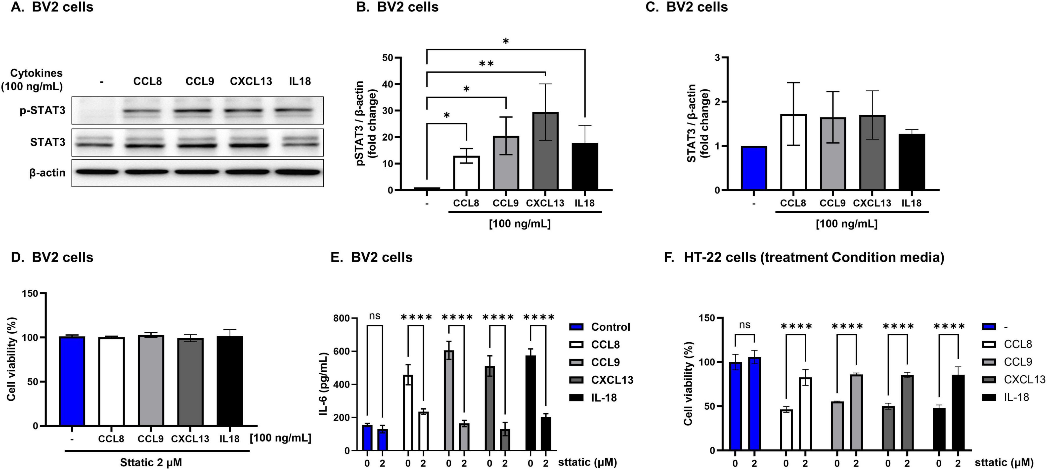 Western blot and bar graphs depicting experiments on BV2 and HT-22 cells with various cytokines (CCL8, CCL9, CXCL13, IL-18). A) Western blot of p-STAT3, STAT3, and β-actin expressions. B and C) Bar graphs show pSTAT3/β-actin and STAT3/β-actin ratios. D) Cell viability percentages in BV2 cells. E) IL-6 levels in BV2 cells under static conditions. F) Cell viability in HT-22 cells with treatment media. Statistical significance is indicated by asterisks.
