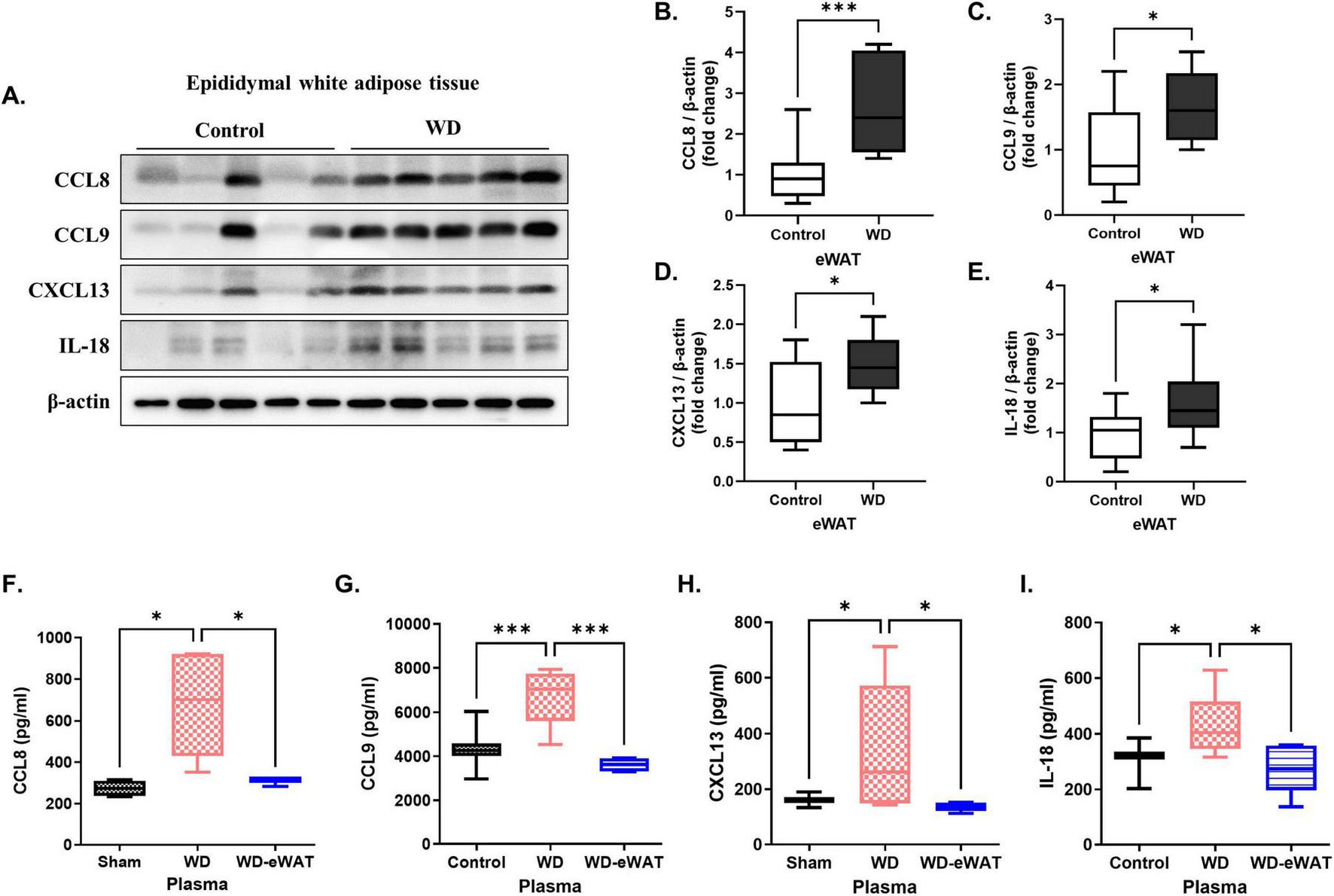 “Validation of epididymal white adipose tissue-associated pro-inflammatory cytokines. A Western diet (WD) significantly increased the levels of epididymal white adipose tissue (eWAT)-associated pro-inflammatory cytokines in both eWAT and plasma. (A-E) Western blot analysis validated a marked increase in the expression of eWAT-associated pro-inflammatory cytokines in the WD group compared with that in the controls. Specifically, the levels of CCL8, CCL9, CXCL13, and IL-18 were significantly upregulated in the eWAT of WD group, indicating heightened inflammatory activity in this tissue. (F-I) Corresponding ELISA analysis of plasma samples showed increased concentrations of these cytokines in the WD group, with significant increases observed for CCL8, CCL9, CXCL13, and IL-18. Importantly, in the eWAT-removal group, plasma levels of these cytokines were reduced to levels comparable to the sham, confirming that eWAT is a primary source of the increased circulating cytokines observed in the WD group. Both the control group and the WD group underwent the same surgical procedure without eWAT removal. The results are presented as mean ± SD with a sample size of n = 9 for western blot quantification and n = 5 for plasma ELISA assay. Asterisks denote statistically significant differences compared with the control group, with * p < 0.05, ** p < 0.01, and *** p < 0.001, ns = no significant difference, One-way analysis of variance followed by Dunnett’s post hoc test.”