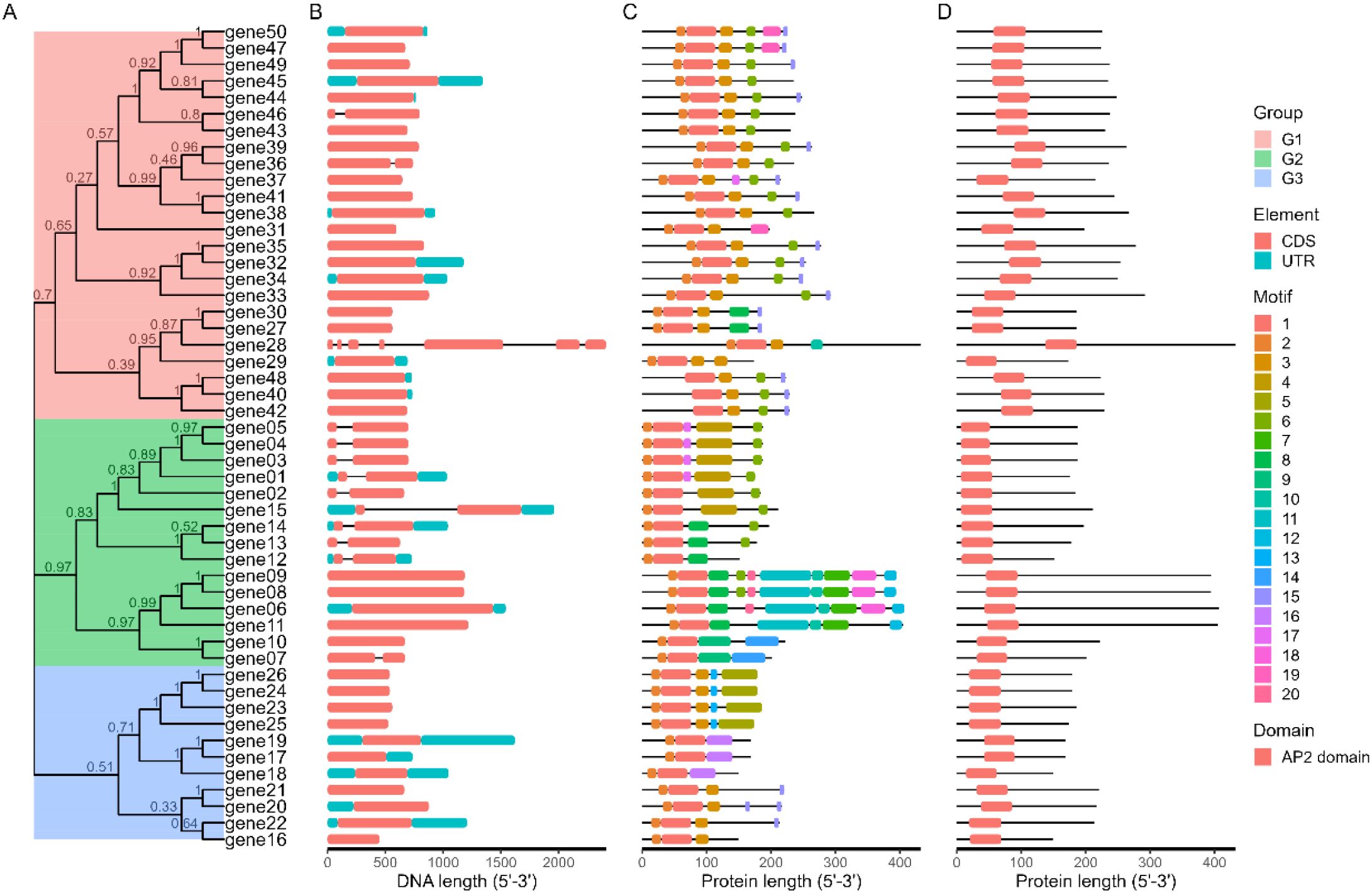 Phylogenetic analysis and structural features of genes. Panel A shows a phylogenetic tree classifying genes into three groups: G1 (red), G2 (green), and G3 (blue). Panel B presents the DNA structure with coding sequences (CDS, pink) and untranslated regions (UTR, teal). Panel C illustrates protein motifs using various colors for each type. Panel D depicts protein domains, highlighting the AP2 domain in pink. Each panel provides detailed information about lengths in nucleotides or amino acids.