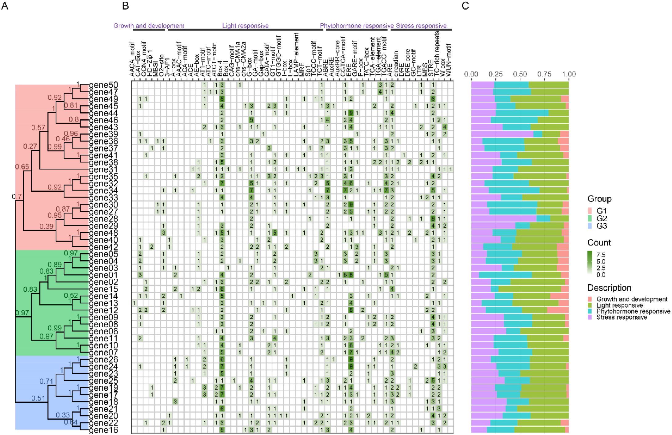 Clustered heatmap and data matrix representing gene expression related to growth, development, light responsiveness, phytohormone responsiveness, and stress responsiveness. Panel A shows a dendrogram clustering 50 genes into groups G1, G2, and G3. Panel B is a grid with numerical values indicating motif occurrences across genes. Panel C displays a stacked bar chart quantifying motif group contributions, color-coded for different responses.