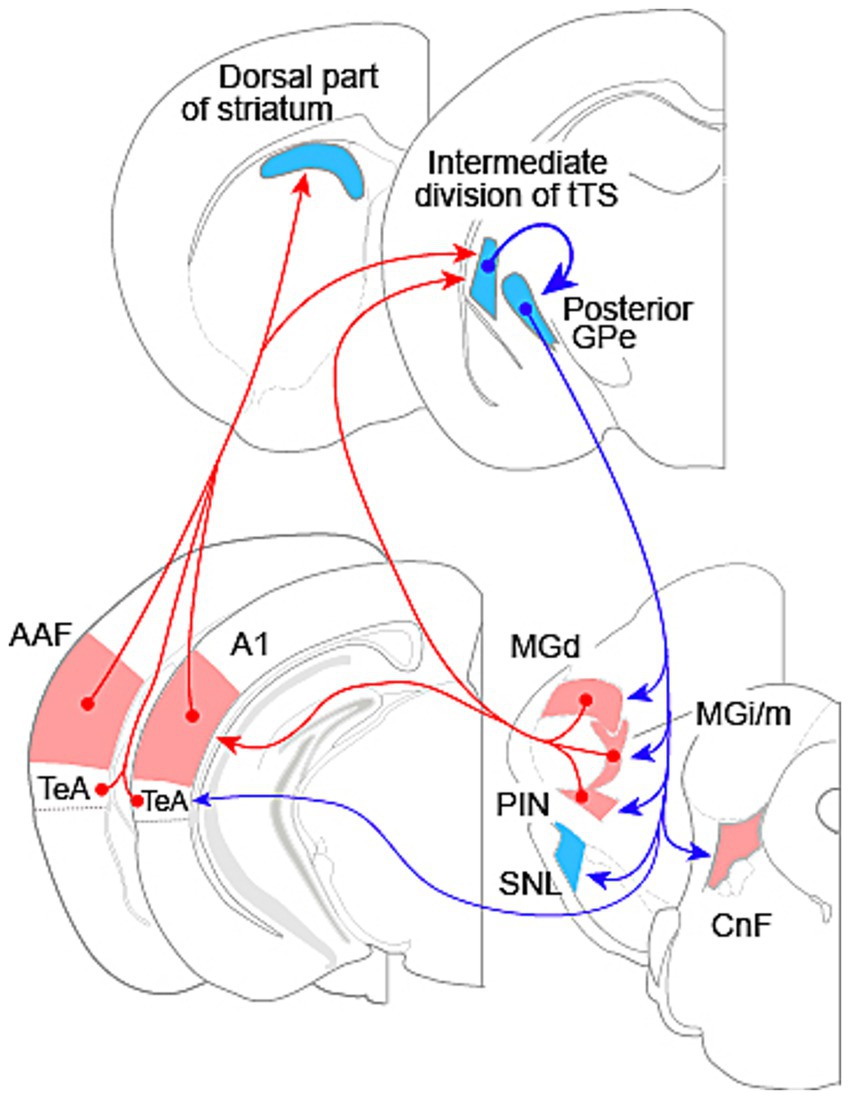 Diagram of brain sections showing neural connections. Highlighted areas include the dorsal part of striatum, intermediate division of tTS, posterior GPe, AAF, TeA, A1, MGd, PIN, SNL, and CnF. Red and blue arrows depict pathways between these regions.