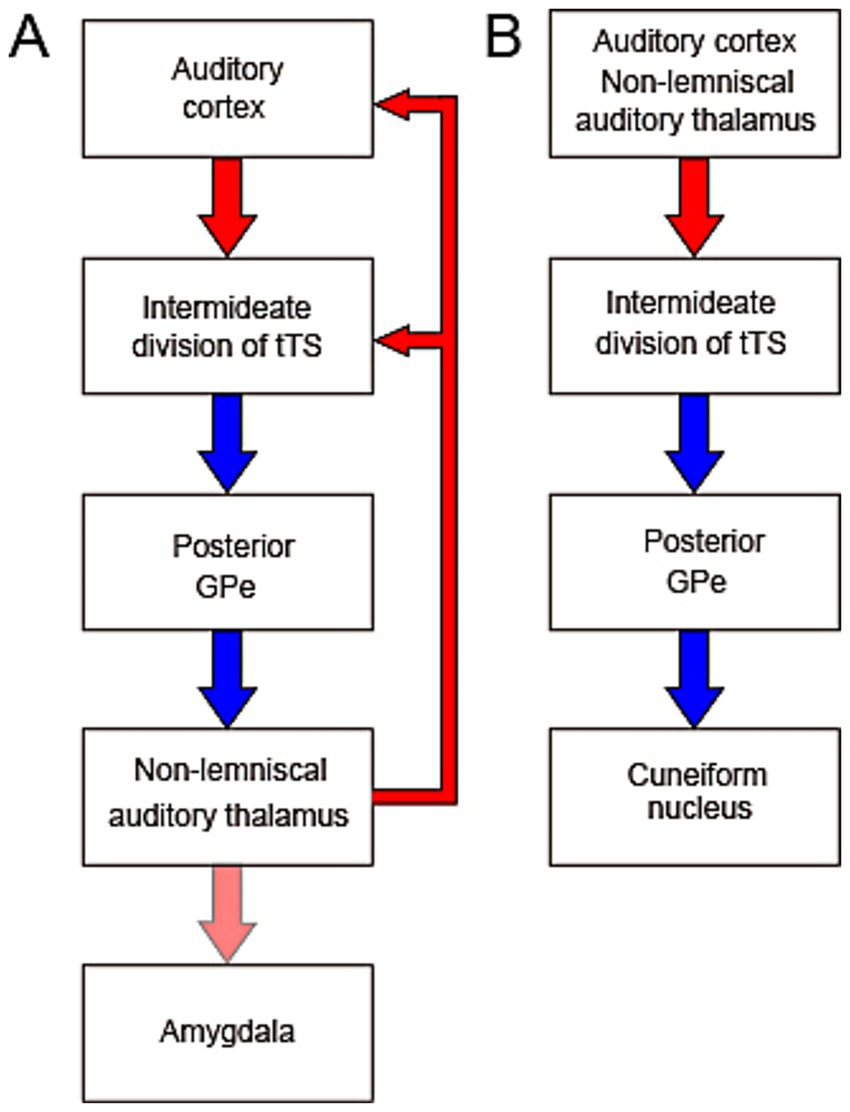 Diagram with two labeled pathways, A and B. Pathway A: Auditory cortex flows to intermediate division of tTS, then to posterior GPe, non-lemniscal auditory thalamus, and ends at the amygdala, with some feedback loops. Pathway B: Auditory cortex and non-lemniscal auditory thalamus flow to intermediate division of tTS, then to posterior GPe, and ends at the cuneiform nucleus. Arrows indicate flow directions.