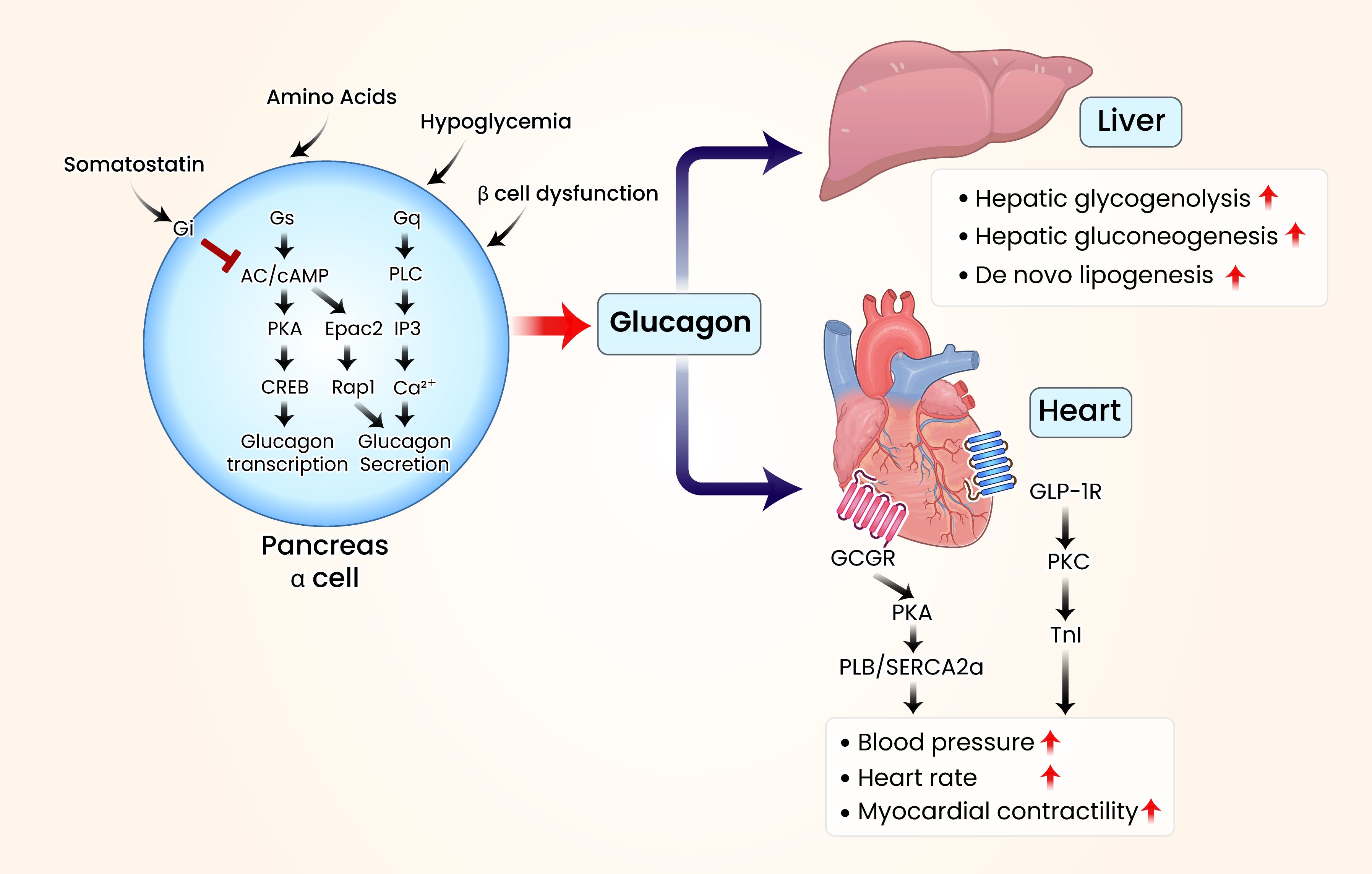 Diagram illustrating the role of glucagon in the pancreas, liver, and heart. In the pancreas alpha cell, glucagon is regulated by somatostatin, amino acids, hypoglycemia, and beta cell dysfunction, leading to glucagon transcription and secretion. Glucagon affects the liver by increasing glycogenolysis, gluconeogenesis, and lipogenesis. In the heart, glucagon receptors influence blood pressure, heart rate, and myocardial contractility.