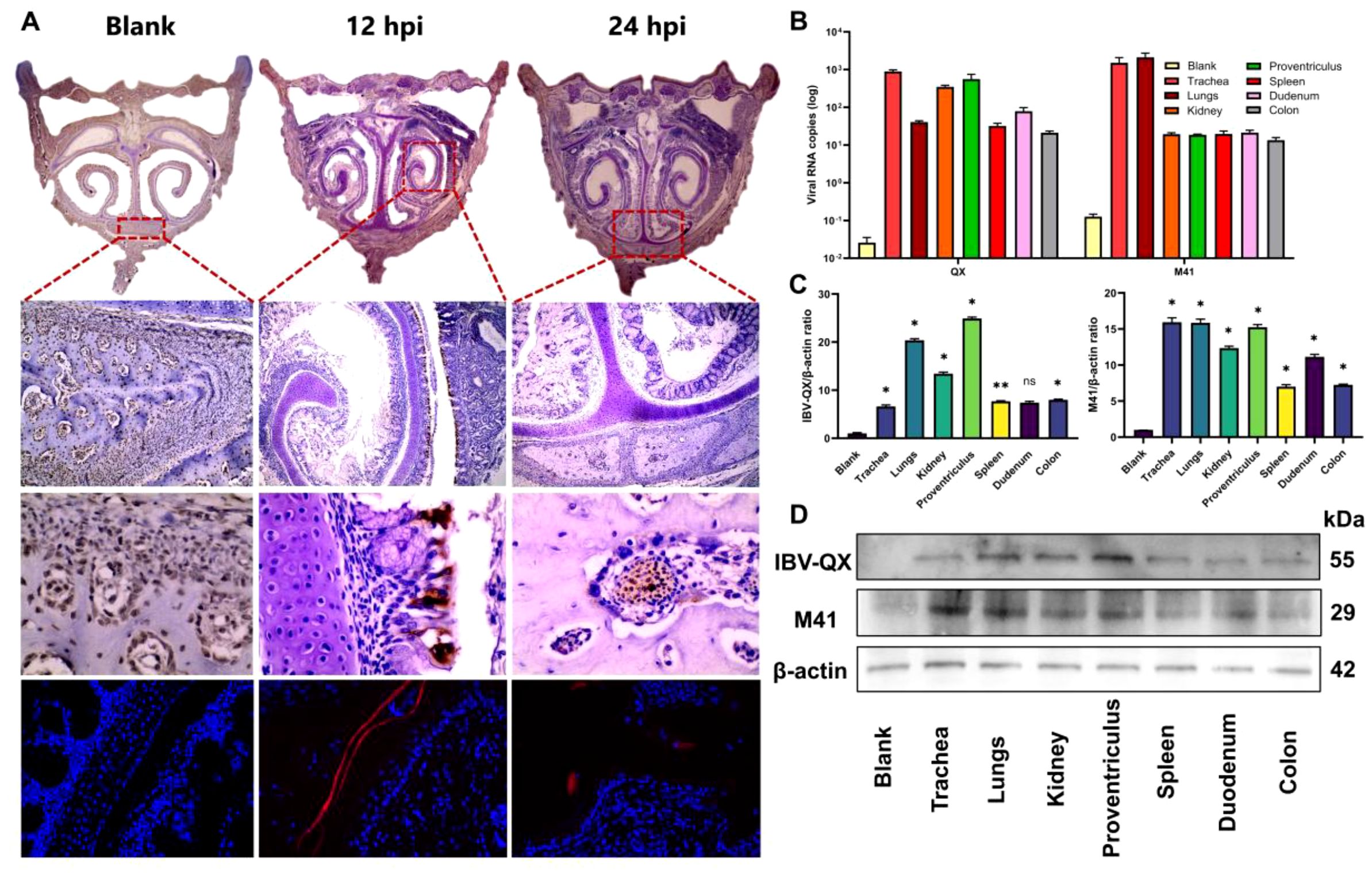 Panel A displays histological cross-sections of trachea at blank, 12 hours, and 24 hours post-infection (hpi). Magnified views show cellular details. Panel B is a bar graph depicting viral RNA copies in various organs for QX and M41 strains. Panel C shows bar charts with IBV-QX and M41 to β-actin ratios across organs. Panel D features a Western blot showing protein expressions of IBV-QX, M41, and β-actin across organ samples, with molecular weights indicated.