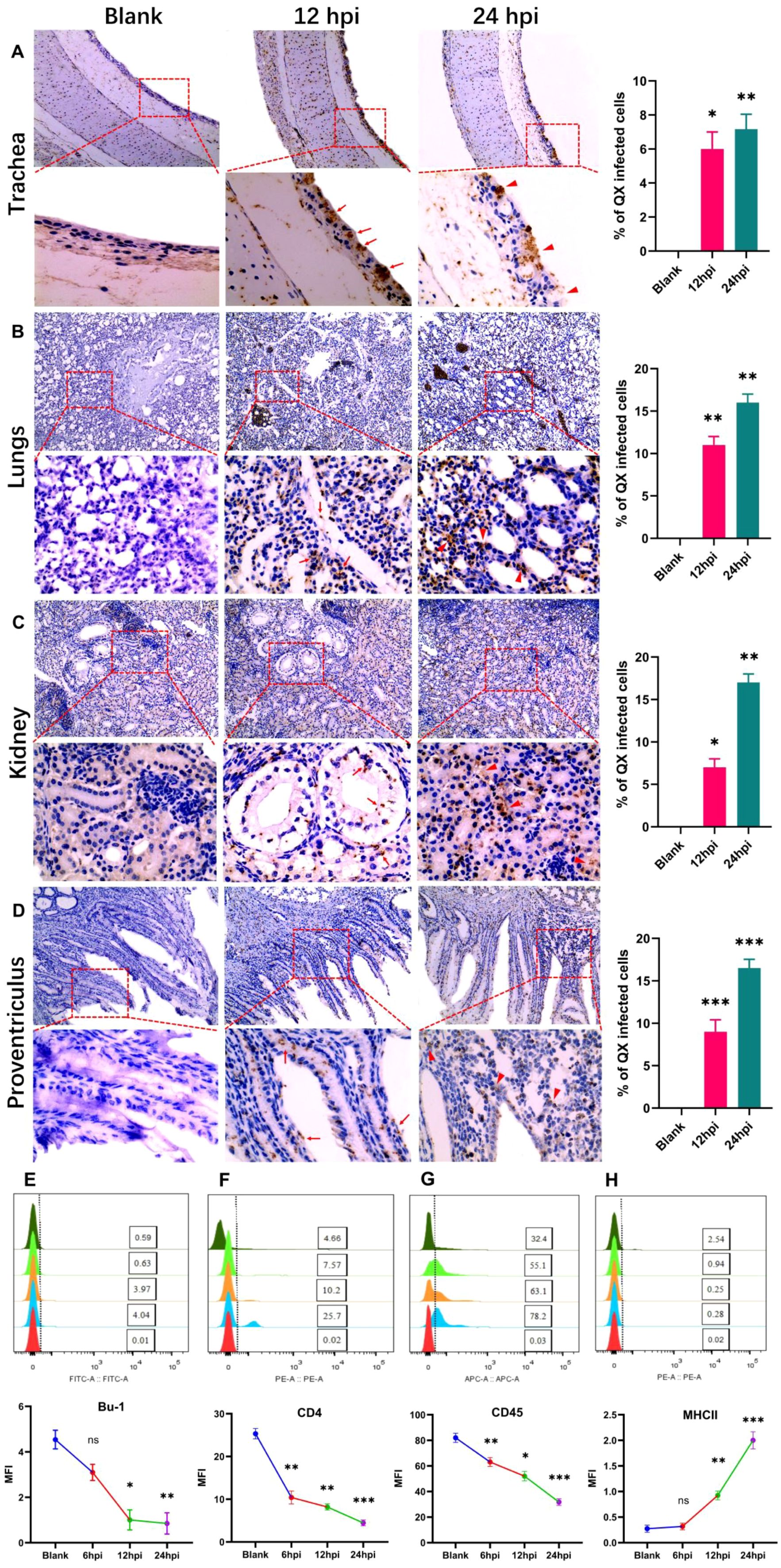 Microscopic images display tissue sections of trachea, lungs, kidney, and proventriculus at blank, 12 hours, and 24 hours post-infection, with percentages of QX-infected cells represented in adjacent bar graphs. Graphs E to H show the mean fluorescence intensity of Bu-1, CD4, CD45, and MHCII markers over time. Statistical significance is indicated with asterisks, showing changes in marker intensity at different hours post-infection.