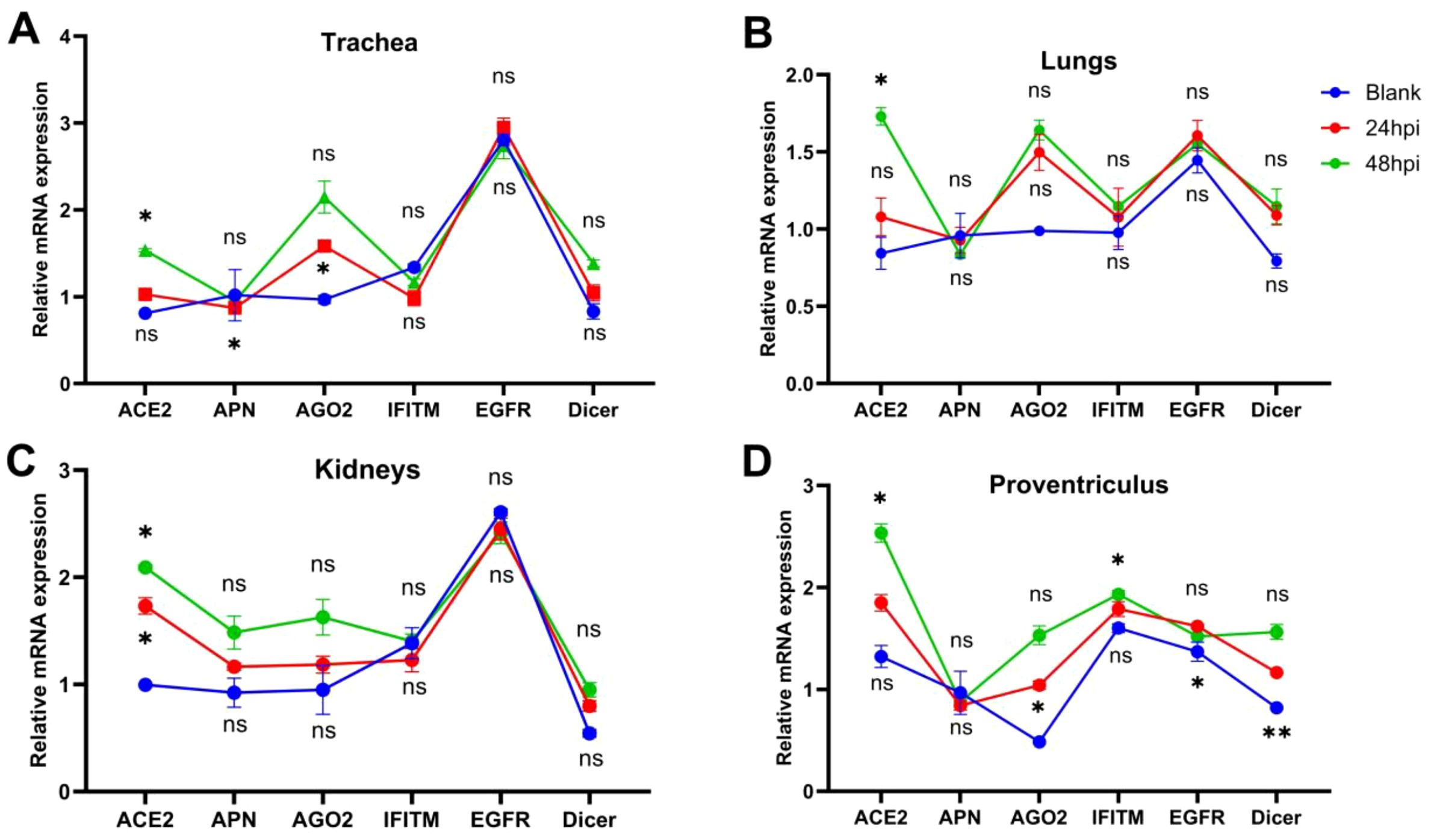 Graphs A to D compare relative mRNA expression levels for different genes in four tissues: Trachea, Lungs, Kidneys, and Proventriculus. Each graph includes three conditions: Blank (blue), 24 hours post-infection (red), and 48 hours post-infection (green). Expression levels for genes ACE2, APN, AGO2, IFITM, EGFR, and Dicer are shown, with significant differences marked by asterisks and non-significant ones labeled “ns.