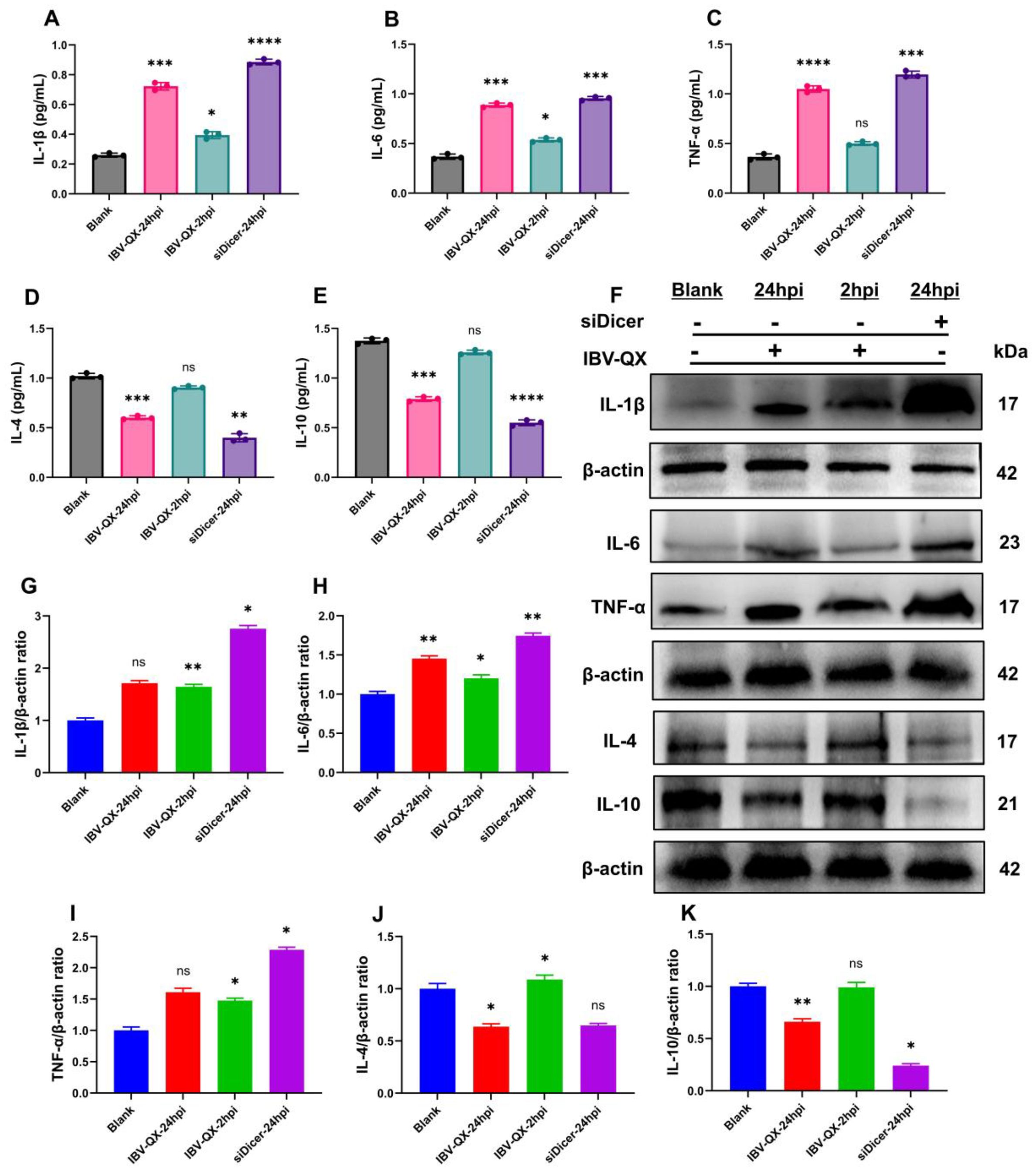 Bar graphs and Western blot images analyze cytokine levels in different conditions. Panels A-E show cytokine levels (IL-1β, IL-6, TNF-α, IL-4, IL-10) in pg/mL. Panel F displays protein expression of IL-1β, IL-6, TNF-α, IL-4, and IL-10 with β-actin as loading control. Panels G-K represent the ratio of each cytokine to β-actin. Comparisons are shown with statistical significance marked by asterisks.