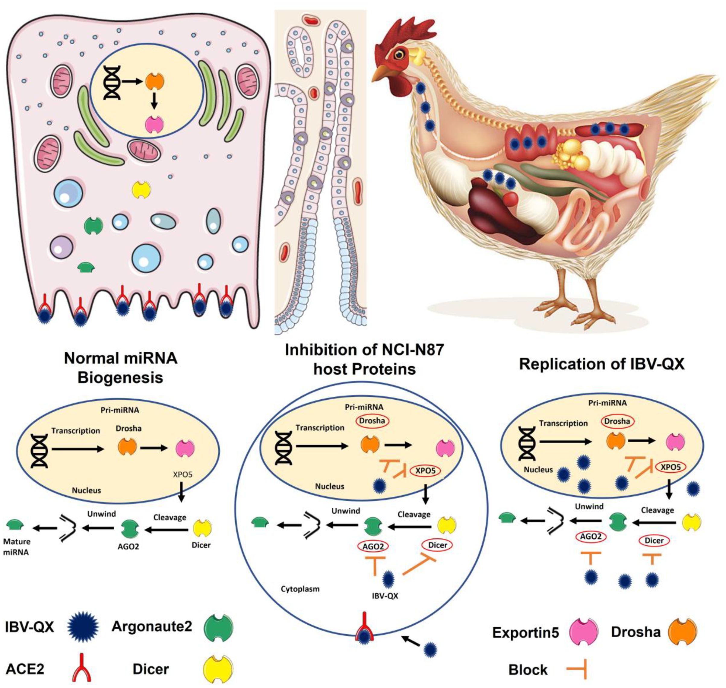 Illustration depicting three panels: “Normal miRNA Biogenesis” shows miRNA processing with transcription and Drosha enzyme involvement. “Inhibition of NCI-N87 host Proteins” illustrates disruption in miRNA biogenesis, highlighting blockage by IBV-QX. “Replication of IBV-QX” demonstrates viral replication affecting miRNA pathways. Includes cell structure, transcription processes, and virus-host interactions. A chicken is shown as part of the biological context.