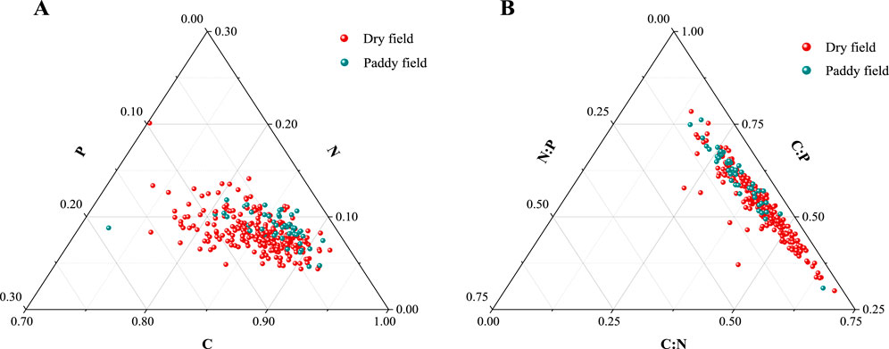 Two triangular graphs labeled A and B compare soil composition in dry and paddy fields. Graph A shows data points for carbon, nitrogen, and phosphorus; Graph B for C:N, C:P, and N:P ratios. Red and green dots represent dry and paddy fields, respectively. Both graphs depict clustering of data points, with key differences in component ratios between the field types.