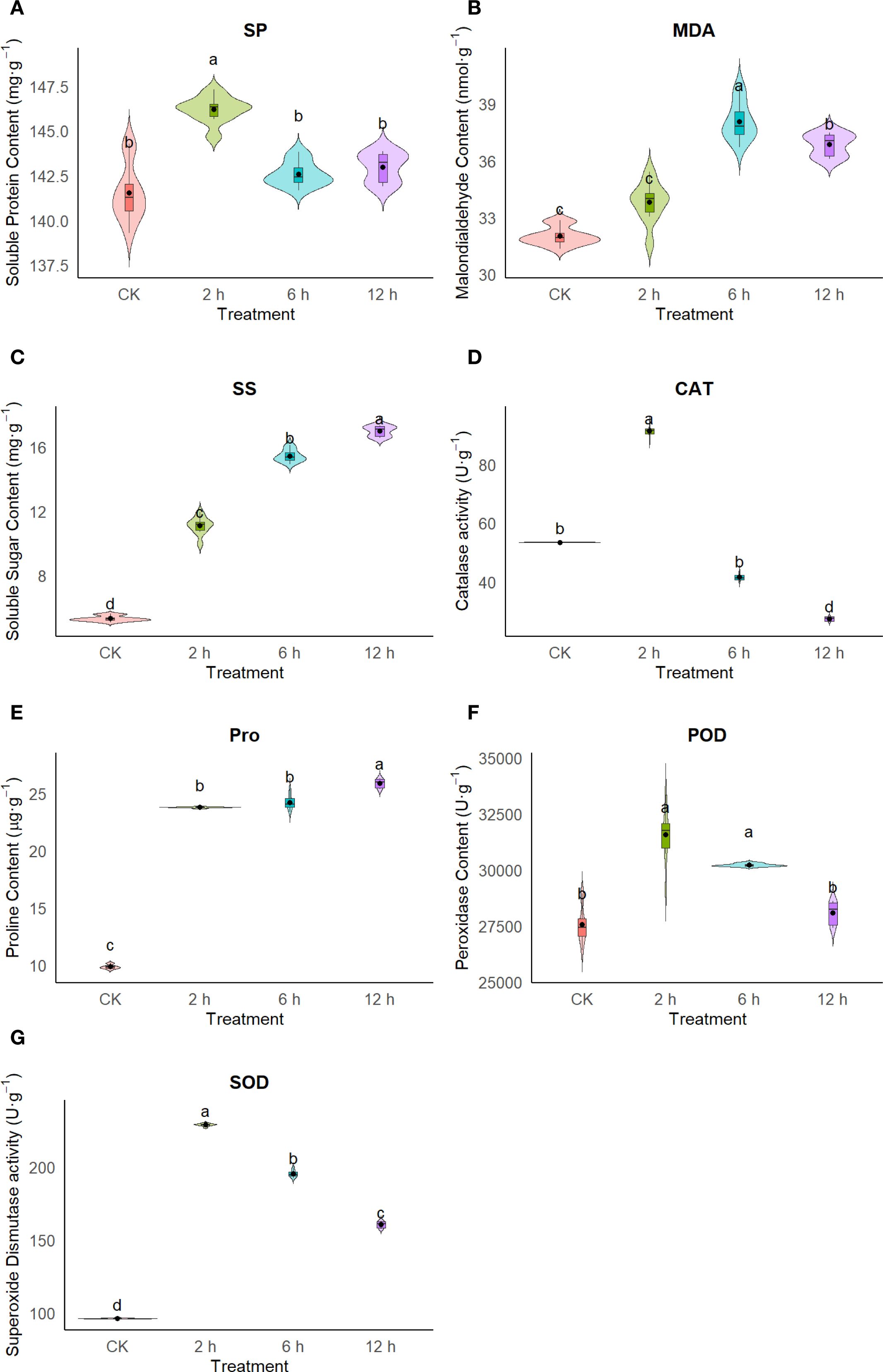 Violin plots displaying the effects of different treatment times (CK, 2h, 6h, 12h) on various biochemical parameters in plants. (A) Soluble Protein Content (SP), (B) Malondialdehyde Content (MDA), (C) Soluble Sugar Content (SS), (D) Catalase Activity (CAT), (E) Proline Content (Pro), (F) Peroxidase Content (POD), and (G) Superoxide Dismutase Activity (SOD). Each panel shows statistical differences indicated by letters above the plots.