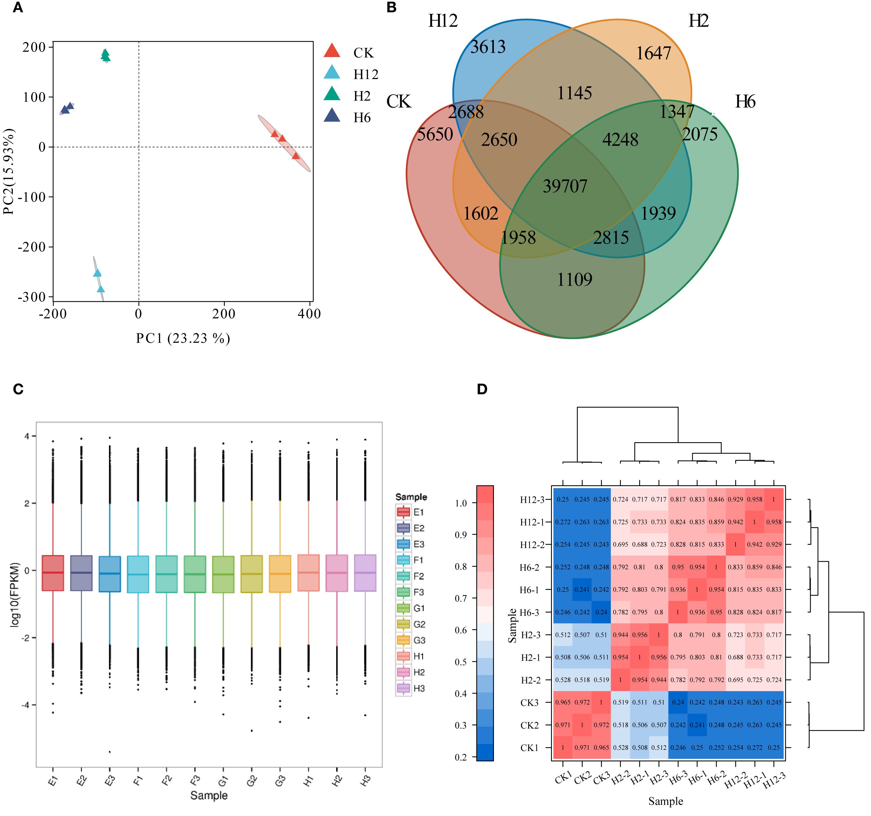 Graphical analysis consisting of four panels: A) PCA plot showing four sample groups (CK, H12, H2, H6) marked by different colored triangles, demonstrating variation along two principal components. B) Venn diagram illustrating the overlap and unique gene counts among the same groups, with numerical values in intersecting sections. C) Box plot showing log-transformed expression levels (FPKM) across various samples, each color-coded by sample type. D) Heatmap with hierarchical clustering illustrating the correlation between samples, with a color gradient representing correlation values.