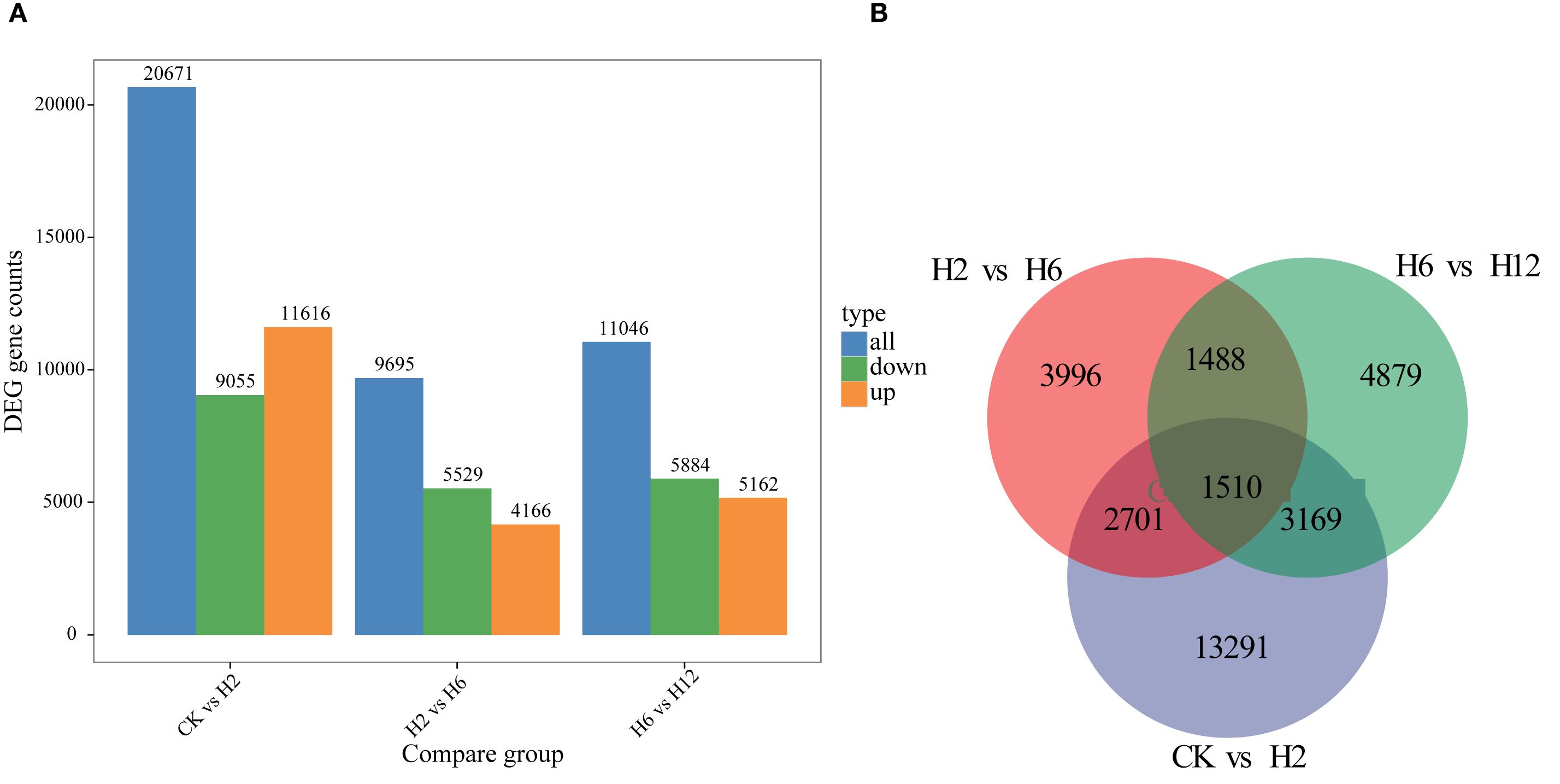 Chart A is a bar graph showing DEG gene counts across three comparison groups (CK vs H2, H2 vs H6, H6 vs H12) with different gene types: all, down, and up. Chart B is a Venn diagram illustrating overlapping and unique gene counts among these groups.