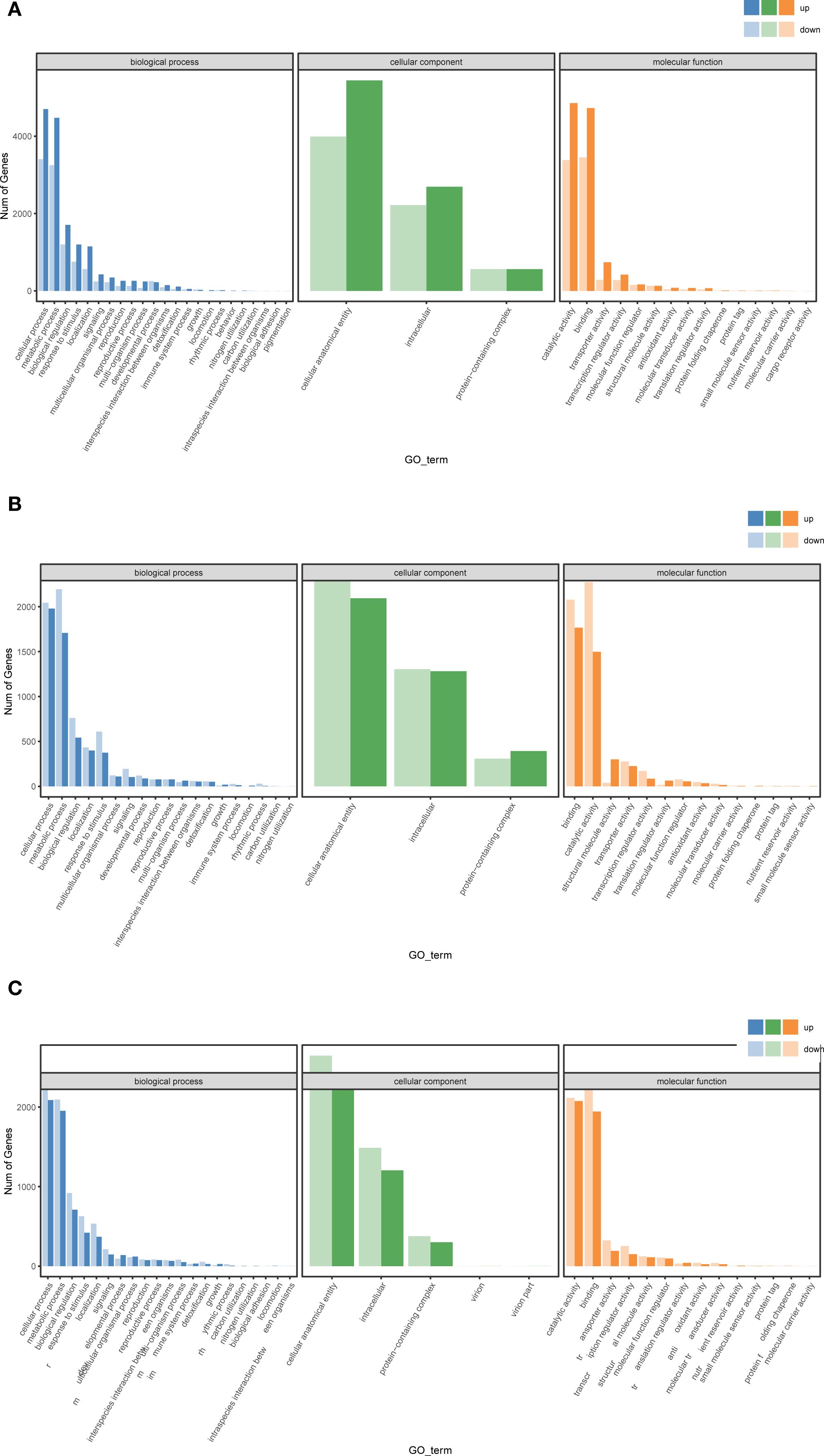 Bar graphs labeled A, B, and C, each divided into three categories: biological process, cellular component, and molecular function. Each category displays bar heights representing the number of genes associated with various GO terms. Colors indicate upregulated and downregulated genes: blue for biological processes, green for cellular components, and orange for molecular functions. The graphs compare gene expression levels across different categories.