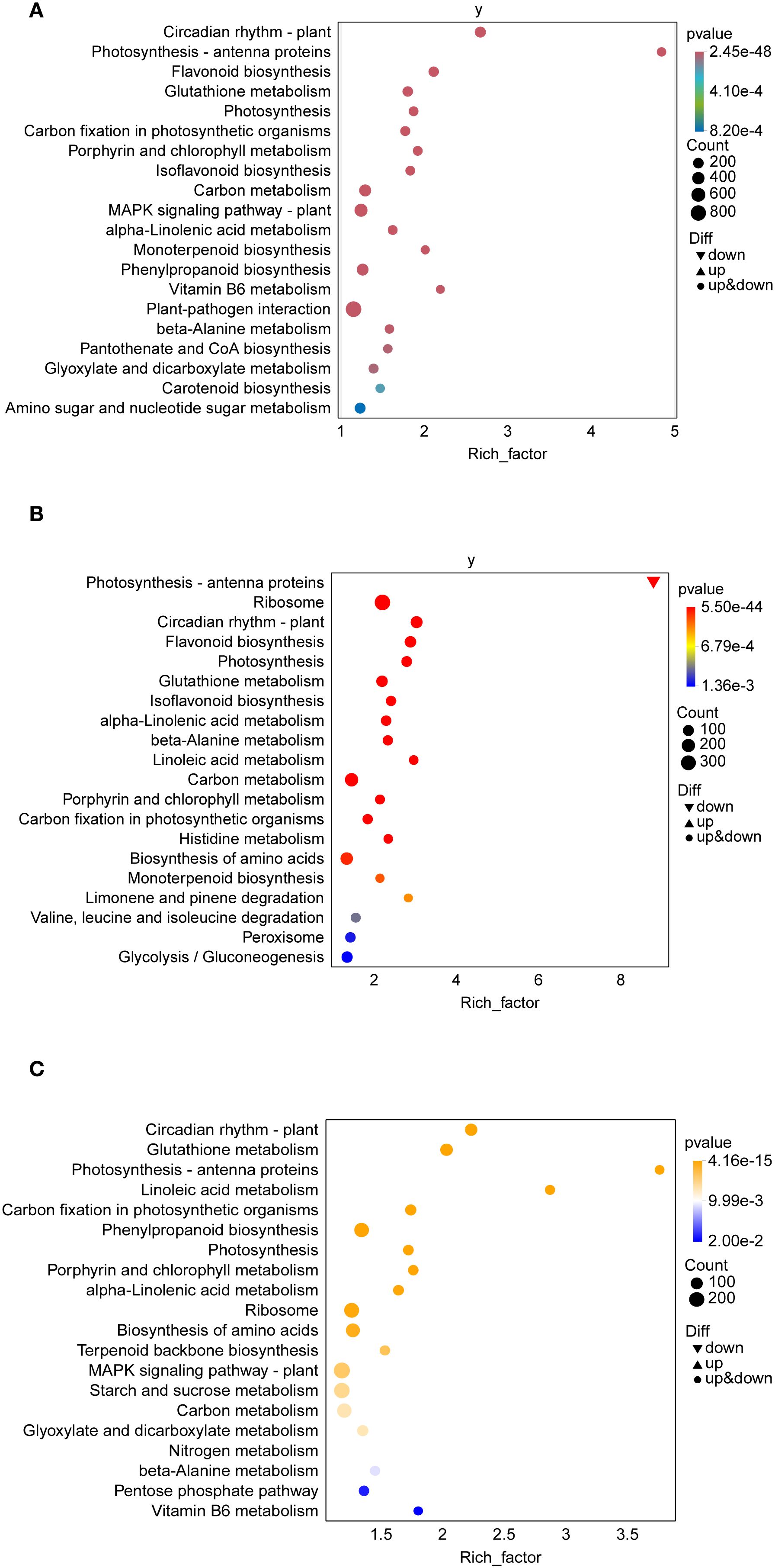 Three dot plots labeled A, B, and C illustrate gene or pathway enrichment analysis. Each plot lists pathways on the y-axis and shows the enrichment factor on the x-axis. Dot colors represent p-values, with red to blue indicating significance. Dot sizes vary by count, indicating pathway involvement magnitude. Plot A highlights “Circadian rhythm - plant” and “Photosynthesis,” plot B emphasizes “Photosynthesis - antenna proteins” and “Ribosome,” and plot C focuses on “Circadian rhythm - plant” and “Glutathione metabolism.” Differentiation in regulation is marked by symbols for down, up, and mixed regulation.