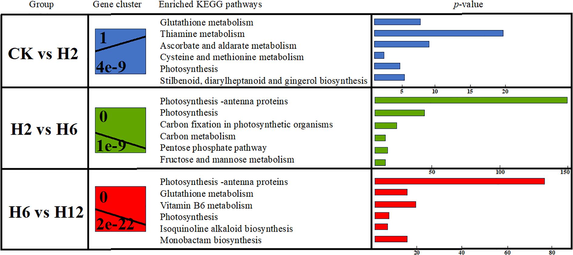Comparison table of enriched KEGG pathways across three groups (CK vs H2, H2 vs H6, H6 vs H12) with corresponding p-values. Each group shows pathways and their associated p-value-adjusted bar charts: blue for CK vs H2, green for H2 vs H6, and red for H6 vs H12, indicating the level of enrichment significance.