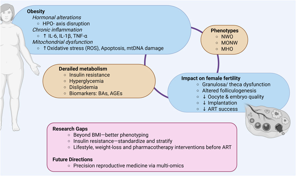 Diagram highlighting the effects of obesity on female fertility. The sections detail metabolic phenotypes and respective metabolic profiles and their direct impacts on fertility, including oocyte and embryo quality, implantation, and ART success. It outlines research gaps and future directions such as improved phenotyping and precision reproductive medicine.