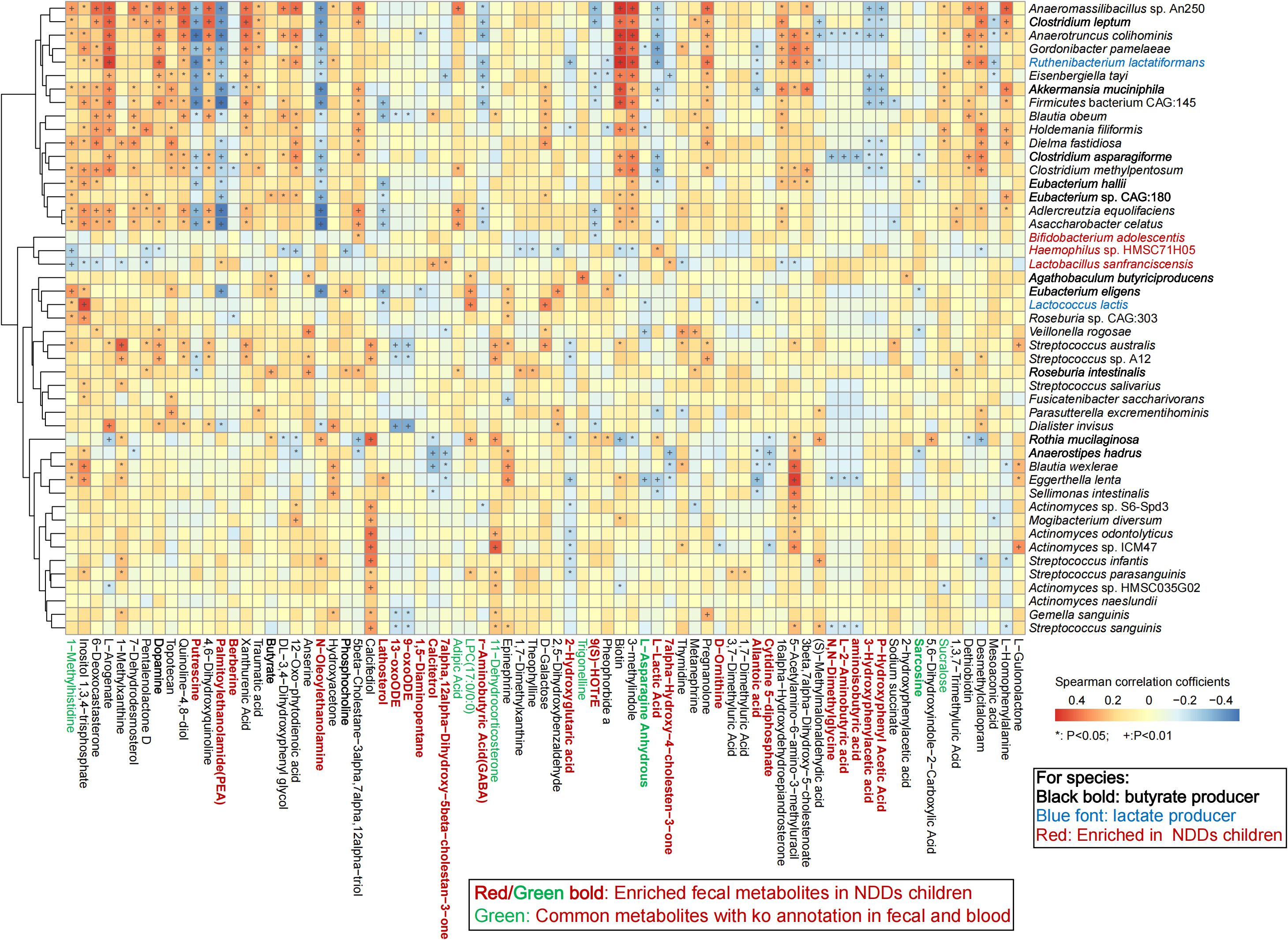 Heatmap displaying Spearman correlation coefficients between different bacterial species and fecal metabolites. Species are listed on the right in various colors indicating roles such as butyrate or lactate producers. Columns show metabolite names, where green or red text highlights significant enrichment in certain conditions. Color gradient ranges from red (positive correlation) to blue (negative correlation). Statistical significance is noted by asterisks. A legend explains color coding and significance indicators.