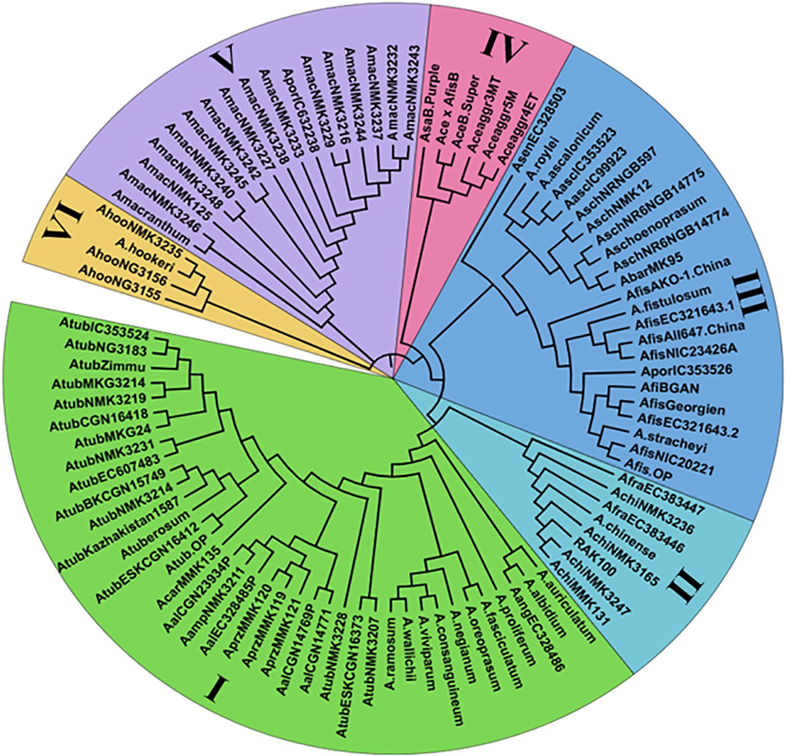 Circular phylogenetic tree chart illustrating genetic relationships, divided into five color-coded clades: I (pink), II (blue), III (green), IV (red), and V (purple). Each segment displays various species or genetic identifiers branching from a central point, labeled with alphanumeric codes and names.