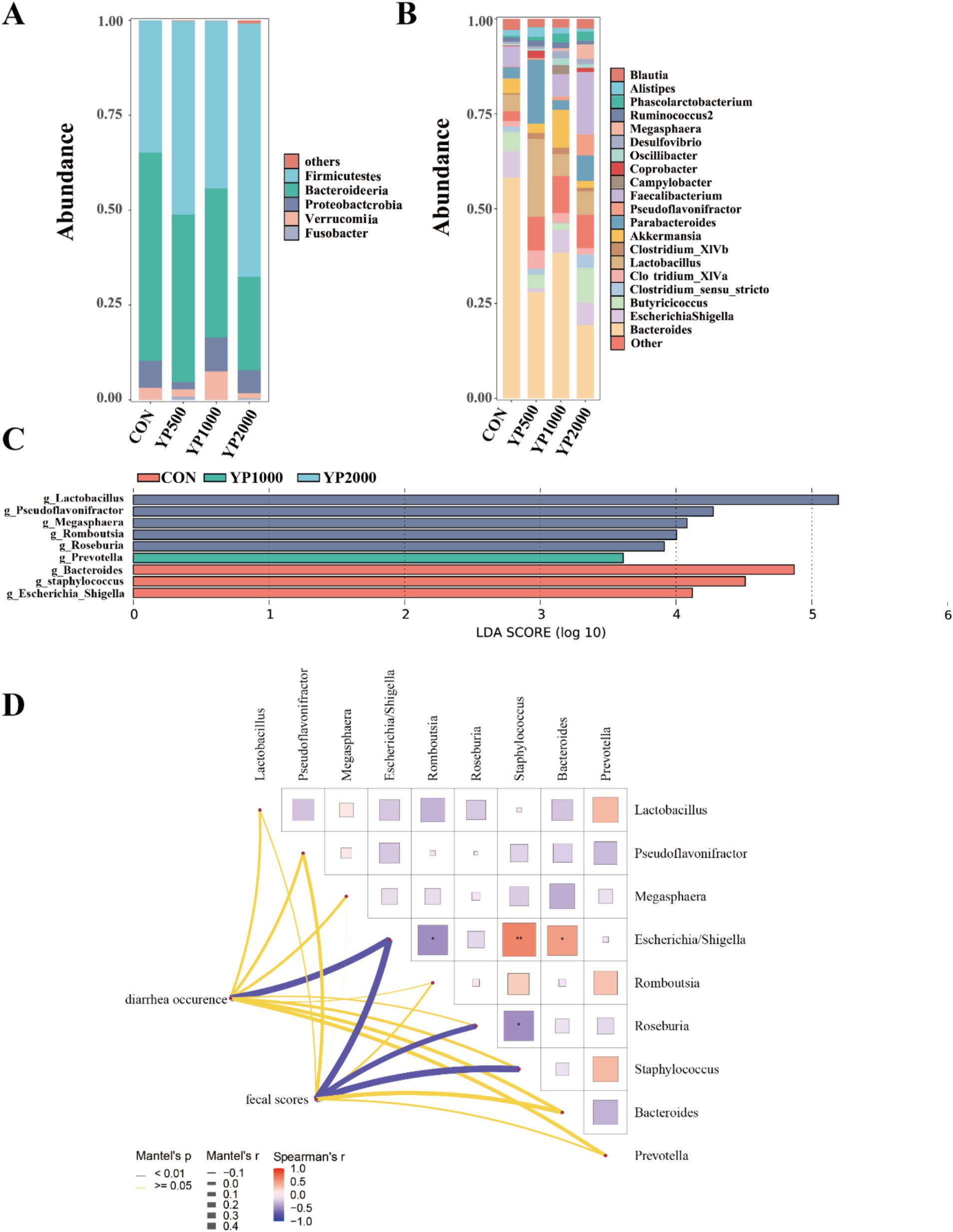 Panel A and B display stacked bar charts showing bacterial abundance across different groups, labeled CON, YP500, YP1000, and YP2000. Panel C presents a bar chart with LDA scores for various bacteria in different treatments. Panel D illustrates a correlation matrix and network showing relationships among bacteria, diarrhea occurrence, and fecal scores, highlighting significant connections.