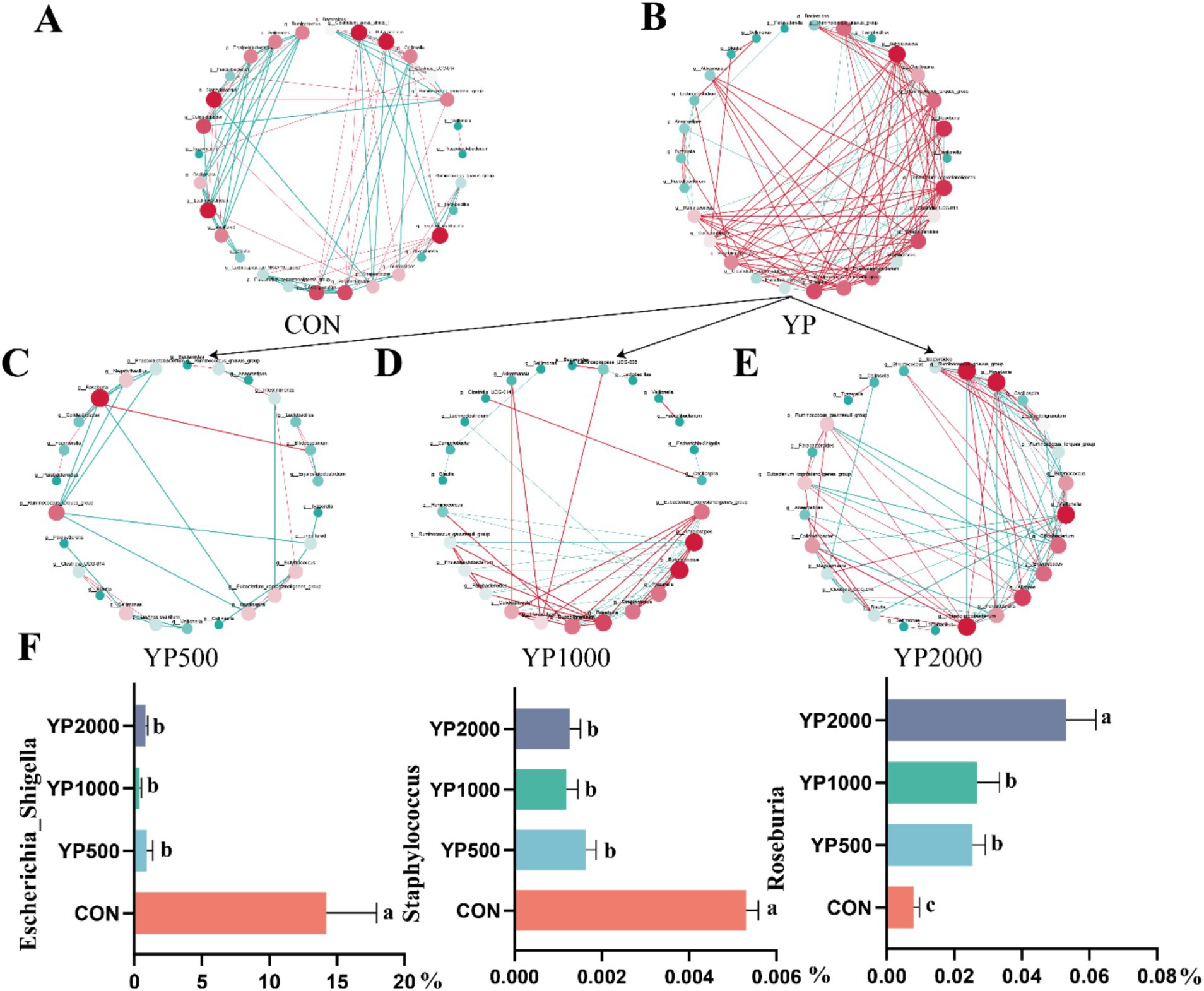 Network graphs A to E show microbial interactions at different treatment levels: CON, YP, YP500, YP1000, and YP2000. Nodes represent microbial taxa, and edges indicate relationships, with red for positive and blue for negative correlations. Graph F displays bar charts for Escherichia_Shigella, Staphylococcus, and Roseburia across these treatments, showing percentage differences in microbial abundance, with annotations indicating significant changes.