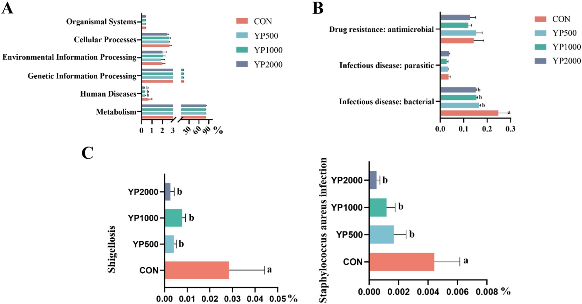 Three bar graphs labeled A, B, and C show the effects of different treatments (CON, YP500, YP1000, YP2000) on biological processes. Graph A compares organismal systems, cellular processes, and more, with percentages up to ninety. Graph B focuses on drug resistance and infectious diseases, with values up to 0.3%. Graph C depicts effects on Shigellosis and Staphylococcus aureus infection, with percentages below 0.05%. Each treatment level is represented by a different colored bar.