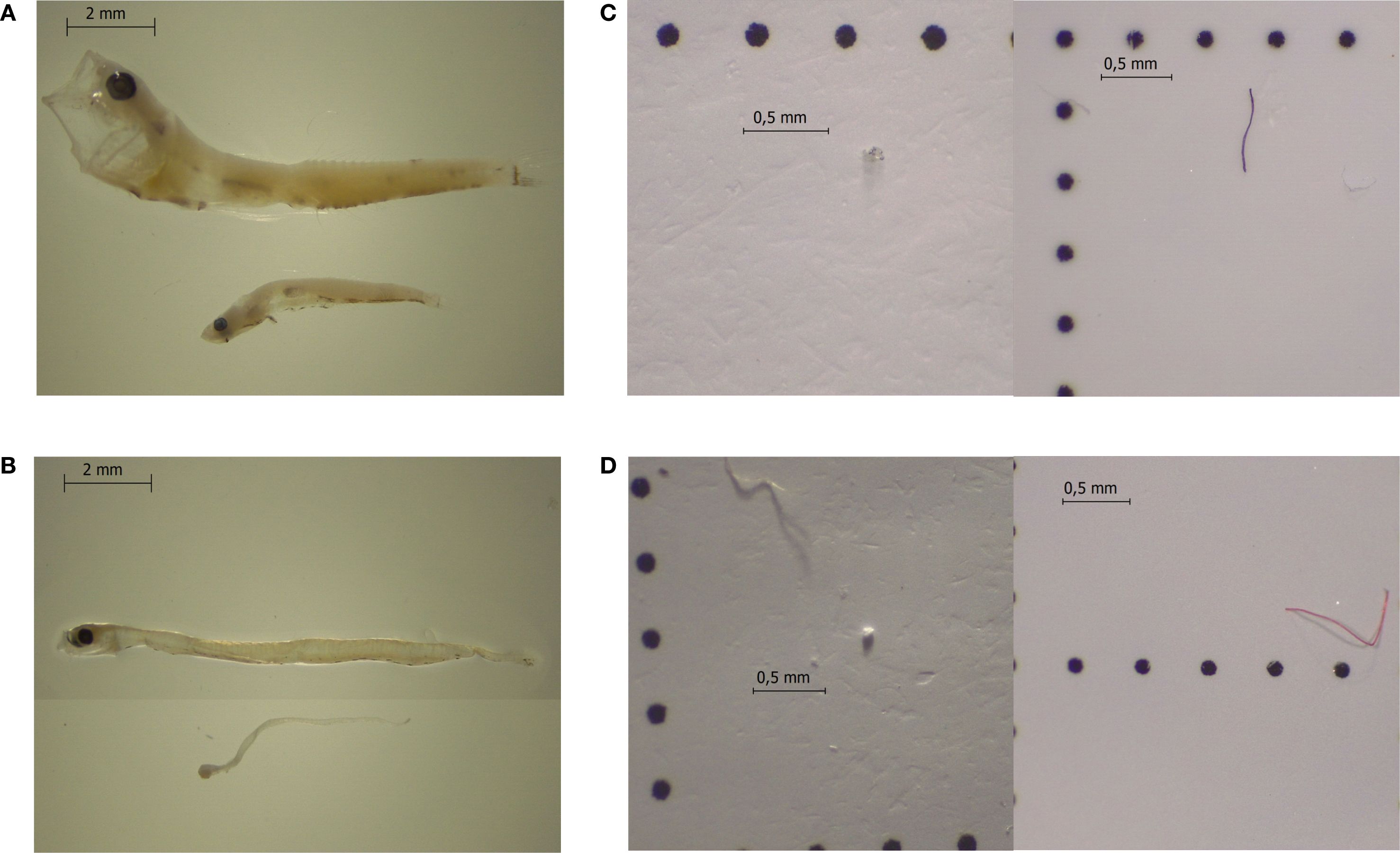 Four images labeled A, B, C, and D. A and B show larvae with visible eyes and transparent bodies. C and D display microscopic views of thin, elongated structures with a scale of 0.5 mm. Each panel includes scale bars for reference.
