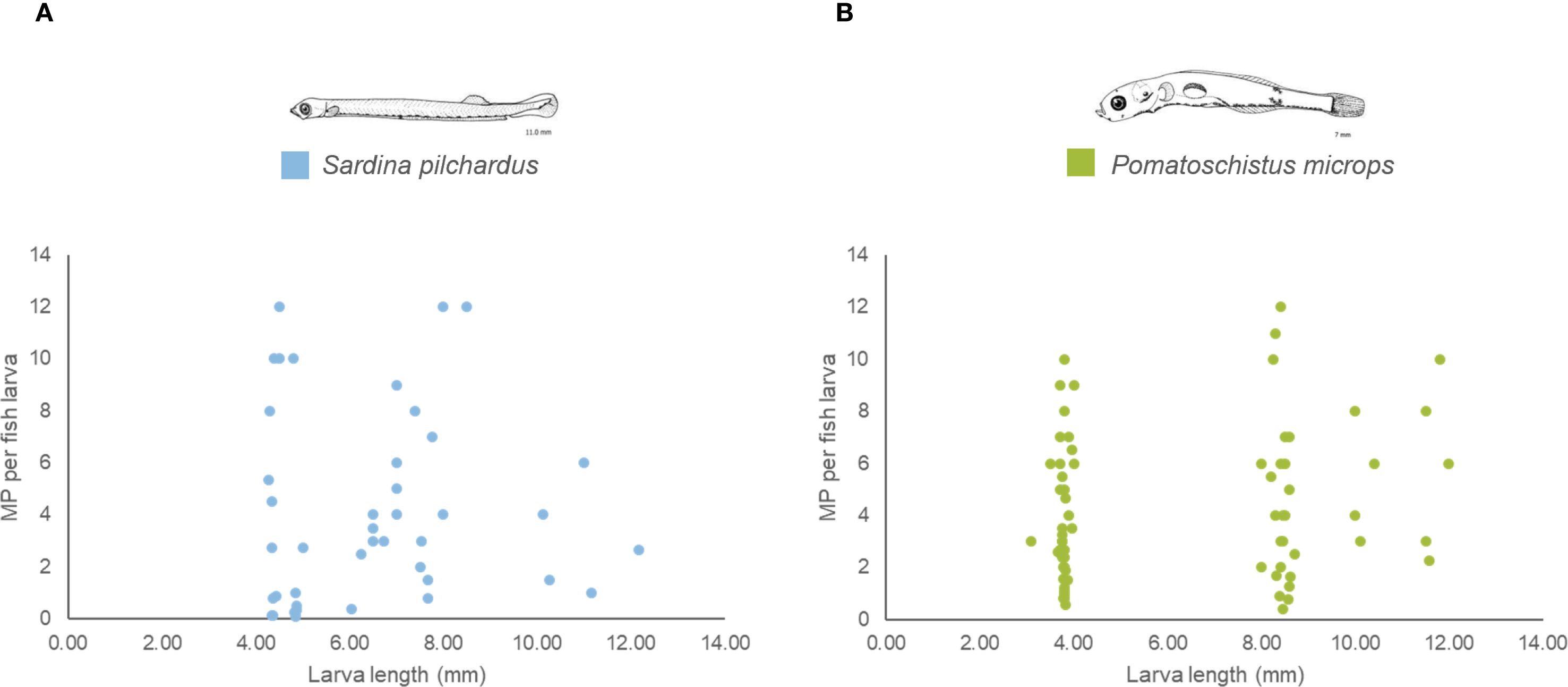 Scatter plots labeled A and B show microplastic counts per fish larva against larva length. Plot A, in blue, depicts Sardina pilchardus, while plot B, in green, depicts Pomatoschistus microps. Each plot indicates a trend of microplastic (MP) presence relative to larva length, ranging from 0 to 14 millimeters. Drawings of the respective fish larvae are included above each plot.