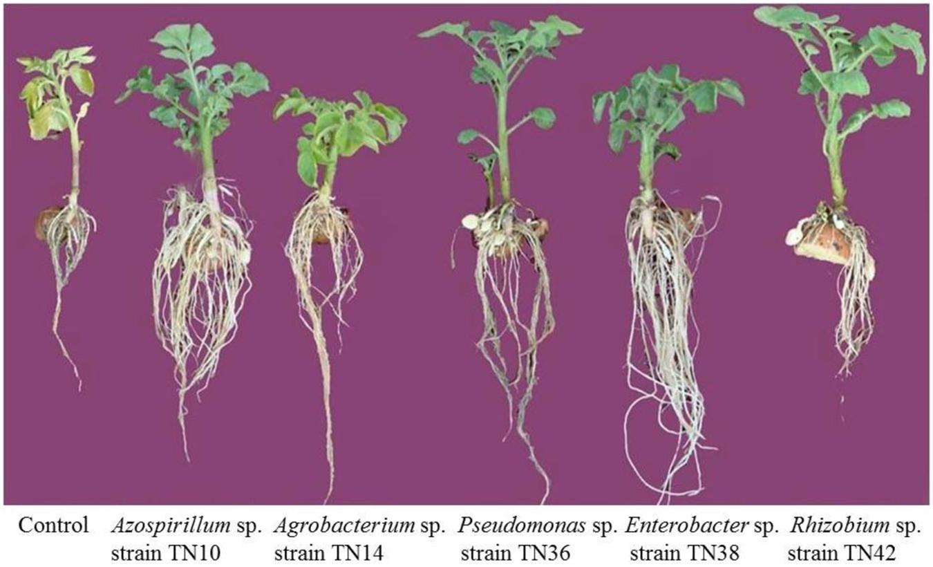 plant potato root growth system inoculation rhizobacteria plants promoting tubers frontiersin science differential toward diverse taxonomically response fpls bacterial affected