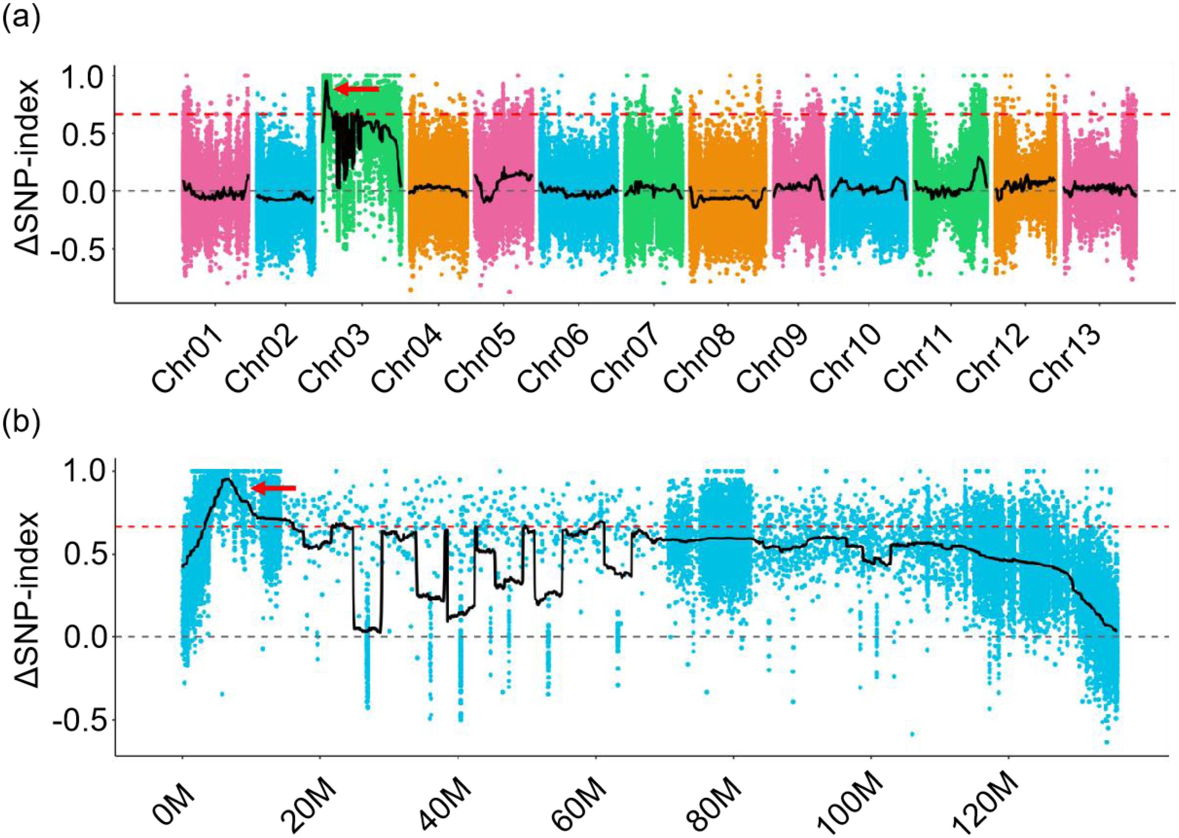 Two graphs illustrate the ΔSNP-index across different chromosomes. In graph (a), chromosomes 1 to 13 are represented with variations in colors; a red arrow highlights a peak on chromosome 3. In graph (b), a blue region indicates data from position 0M to 130M, also showing a peak indicated by a red arrow at the beginning. Black lines show the trends across both graphs.