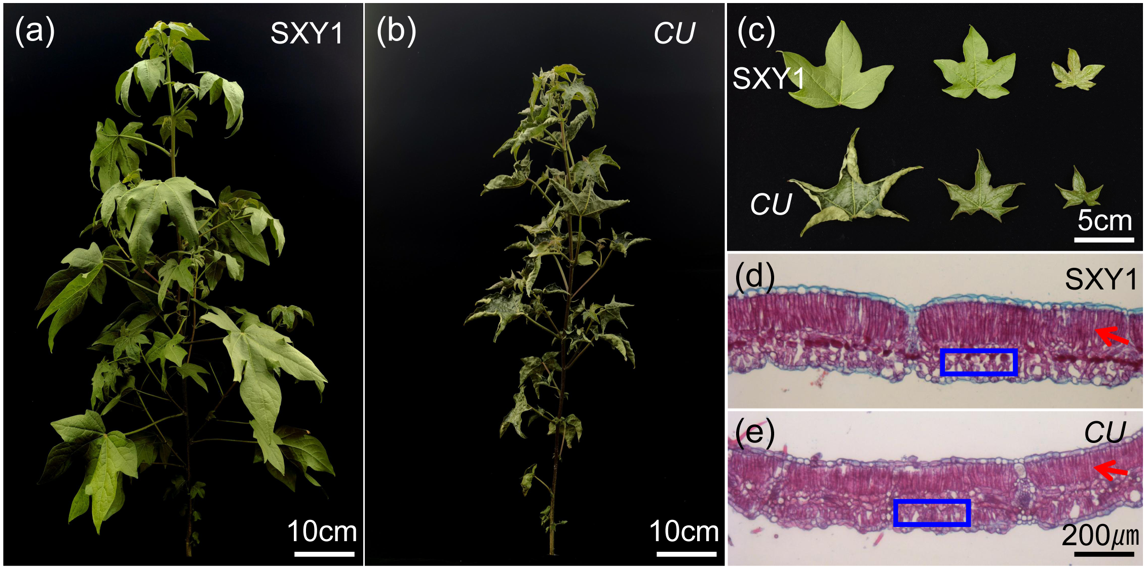 Comparison of plant specimens labeled SXY1 and CU, showing differences in leaf morphology and stem structure. Panel (a) and (b) display whole plants with varying leaf density and shape. Panel (c) contrasts individual leaves from each plant type. Panels (d) and (e) illustrate cross-sectional stem views, highlighting cellular differences marked by red arrows and blue boxes. Scale bars provided for reference.