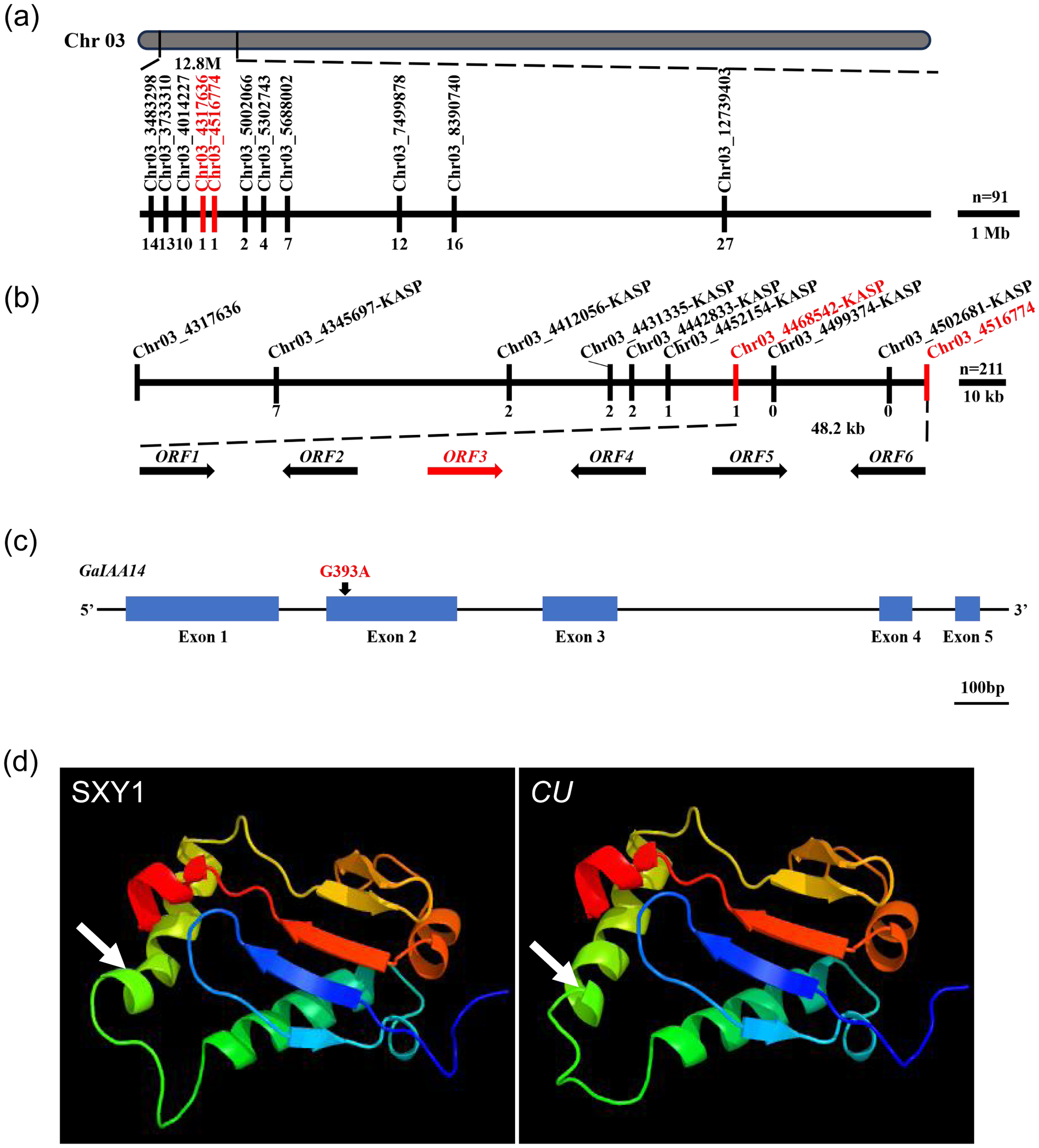 (a) Diagram of chromosome 03 with specific marker positions labeled. (b) Detailed view of a chromosome segment showing six open reading frames (ORFs) and markers. (c) Gene structure of GaAA14 with a mutation labeled G393A. (d) Protein structure comparison for SXY1 and CU, highlighting differences with arrows.