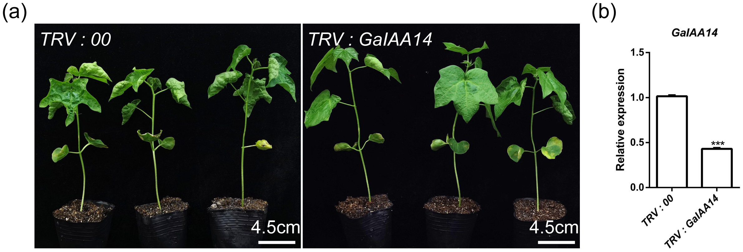 (Image a) Two groups of plants are shown, labeled “TRV: 00” and “TRV: GalAA14”. Plants in the “TRV: 00” group appear taller and healthier, while “TRV: GalAA14” plants are shorter and less developed. Scale bars indicate 4.5 centimeters. (Image b) A bar graph titled “GalAA14” shows relative expression levels. “TRV: 00” has a higher expression level than “TRV: GalAA14”, which is indicated as statistically significant with three asterisks.
