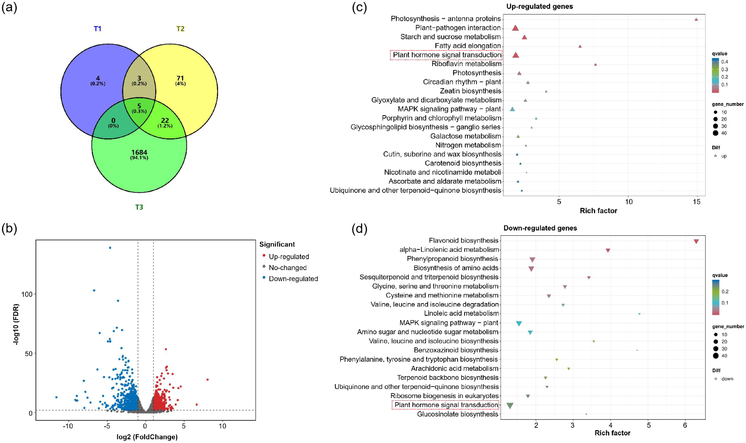 The image contains four panels: (a) a Venn diagram showing gene overlap among three groups, T1, T2, and T3, with most genes unique to T3; (b) a volcano plot depicting gene expression changes, with red dots for up-regulated, blue for down-regulated, and gray for no-change; (c) a scatter plot of up-regulated genes in various metabolic pathways, with size and color indicating gene number and q-value; (d) a similar scatter plot for down-regulated genes. Both scatter plots use triangles to denote direction of regulation.