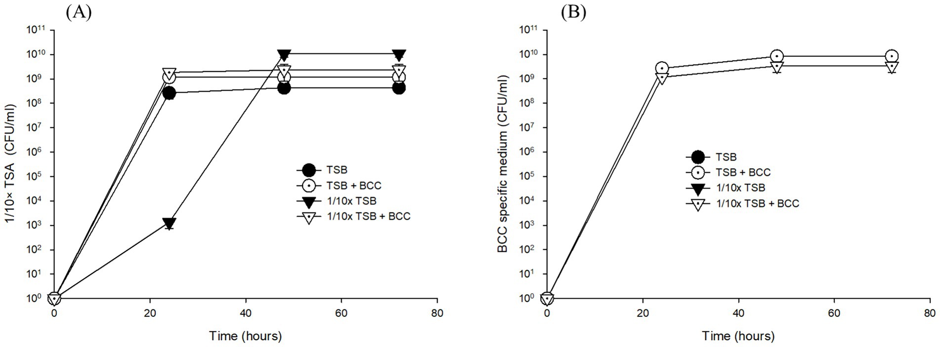 Line graphs display bacterial growth over 72 hours. Graph A shows CFU per milliliter in 1/10x TSA, with growth for TSB, TSB plus BCC, 1/10x TSB, and 1/10x TSB plus BCC leveling off around 10^9 CFU per milliliter after 24 hours. Graph B shows CFU per milliliter in BCC-specific medium, with all curves stabilizing around 10^9 CFU per milliliter after 24 hours. Each data set is represented by distinct symbols: circles for TSB, open circles for TSB plus BCC, downward triangles for 1/10x TSB, and open downward triangles for 1/10x TSB plus BCC.