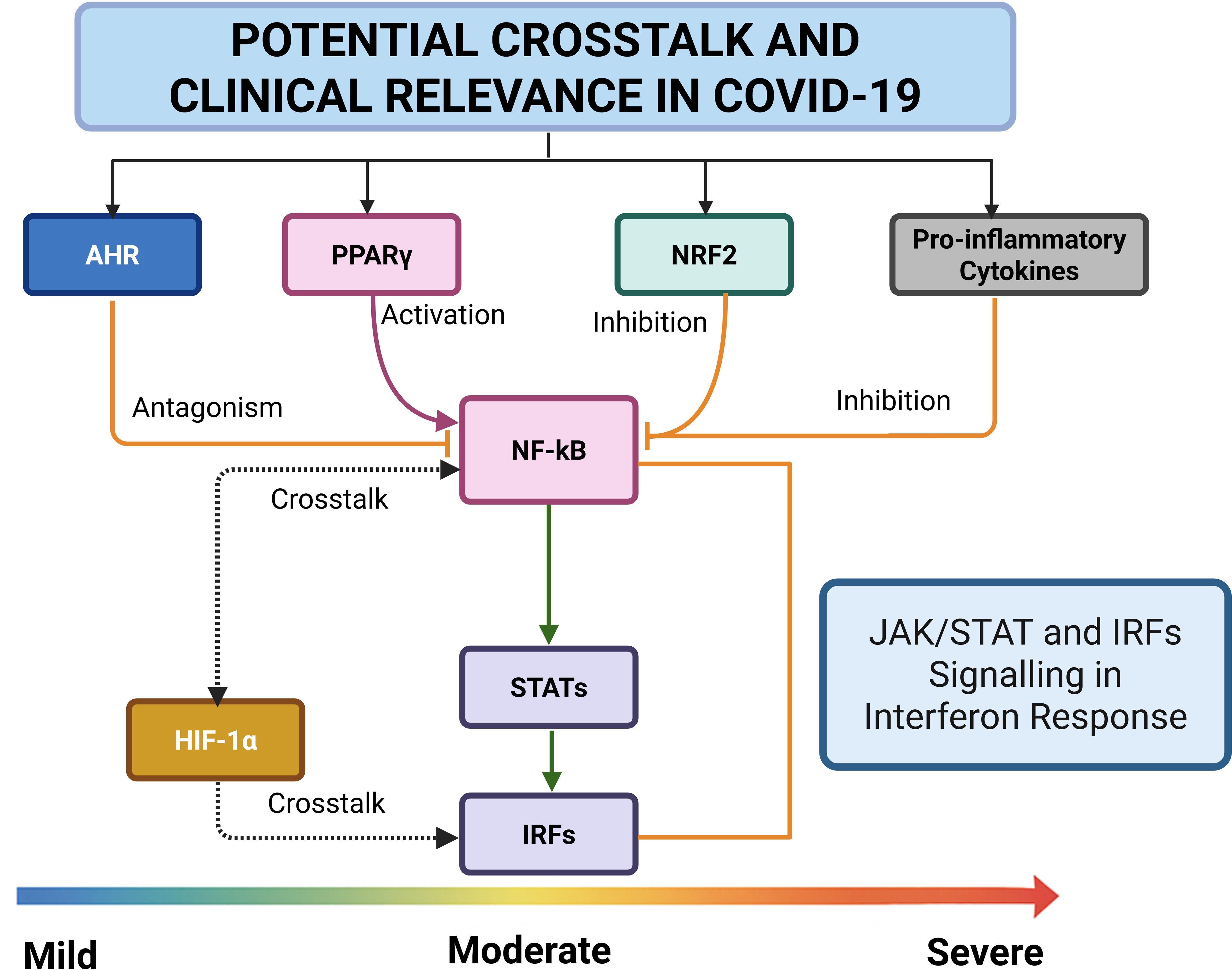 Flowchart illustrating potential crosstalk and clinical relevance in COVID-19. It shows interactions between AHR, PPARγ, NRF2, and pro-inflammatory cytokines, impacting NF-kB, HIF-1α, STATs, and IRFs. Arrows indicate activation, inhibition, and antagonism, categorized from mild to severe.