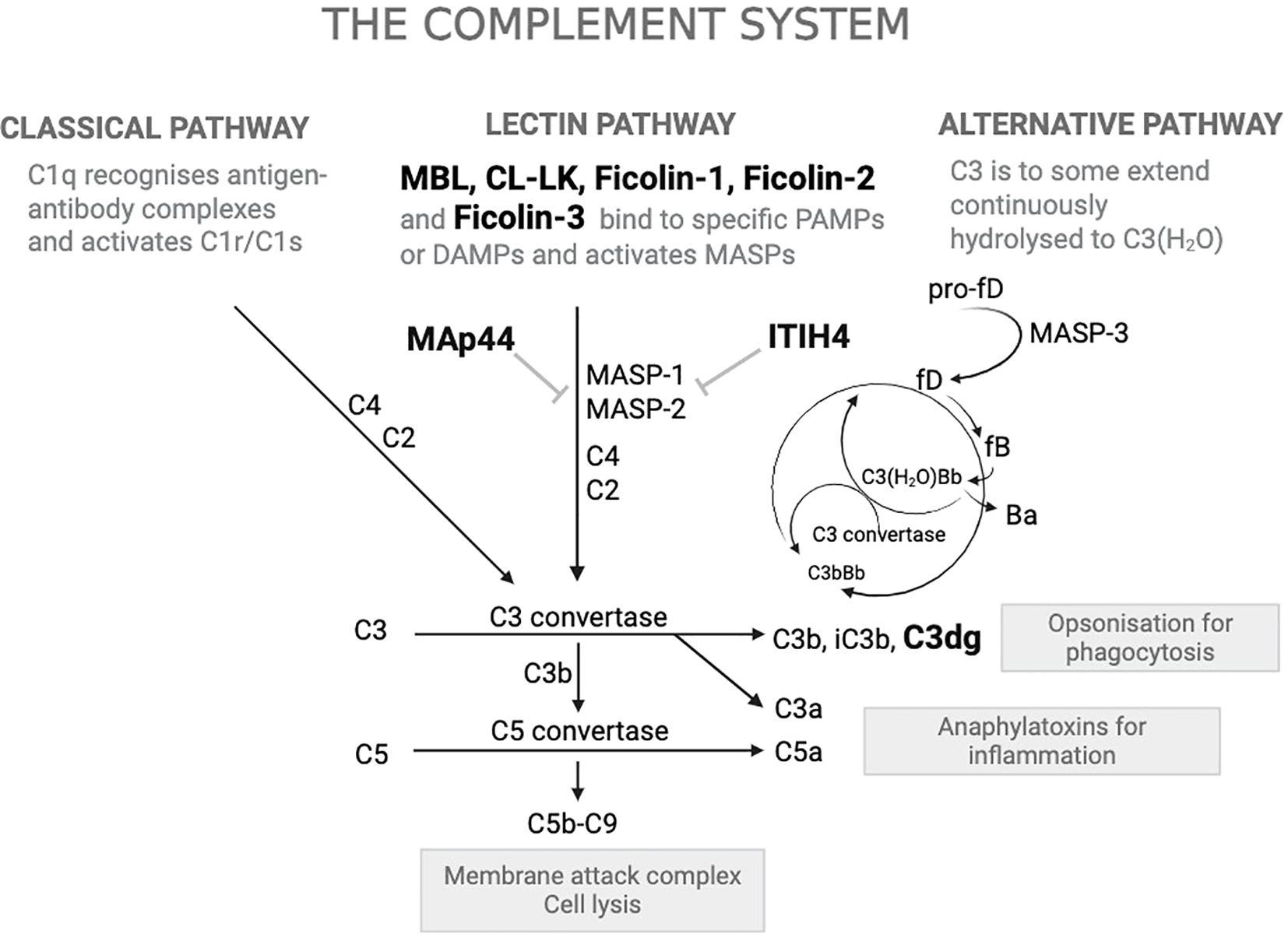 Diagram of the complement system showing three pathways: classical, lectin, and alternative. The classical pathway activates C1 complexes, the lectin pathway involves the activation of MASPs by binding to PAMPs or DAMPs, and the alternative pathway involves C3 hydrolysis. Key proteins and complexes are labeled, leading to the formation of C3 and C5 convertase, which further result in opsonization for phagocytosis, anaphylatoxins for inflammation, and the membrane attack complex causing cell lysis. Each pathway involves specific proteins like MAp44 and ITIH4, influencing the complement cascade.