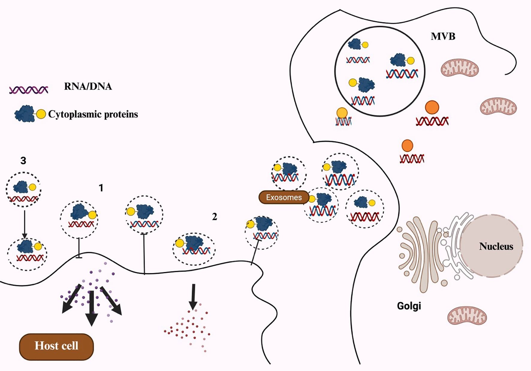 Diagram illustrating exosome biogenesis and release from a host cell. Multivesicular bodies (MVB) contain RNA, DNA, and cytoplasmic proteins. Exosomes form and release these molecules outside the cell. The Golgi apparatus and mitochondria are depicted nearby.