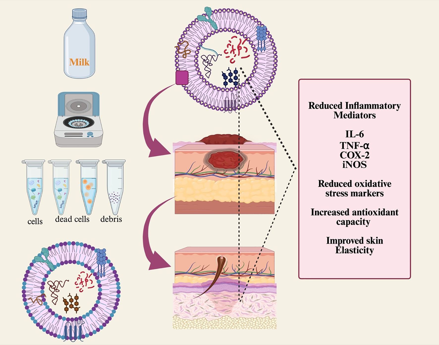 Illustration showing the process of using milk-derived substances to enhance skin health. A bottle labeled “Milk” is shown above a centrifuge next to test tubes containing cells, dead cells, and debris. An enlarged liposome structure is depicted with arrows pointing to cross-sections of skin layers. Benefits listed include reduced inflammatory mediators (IL-6, TNF-α, COX-2, iNOS), reduced oxidative stress markers, increased antioxidant capacity, and improved skin elasticity.