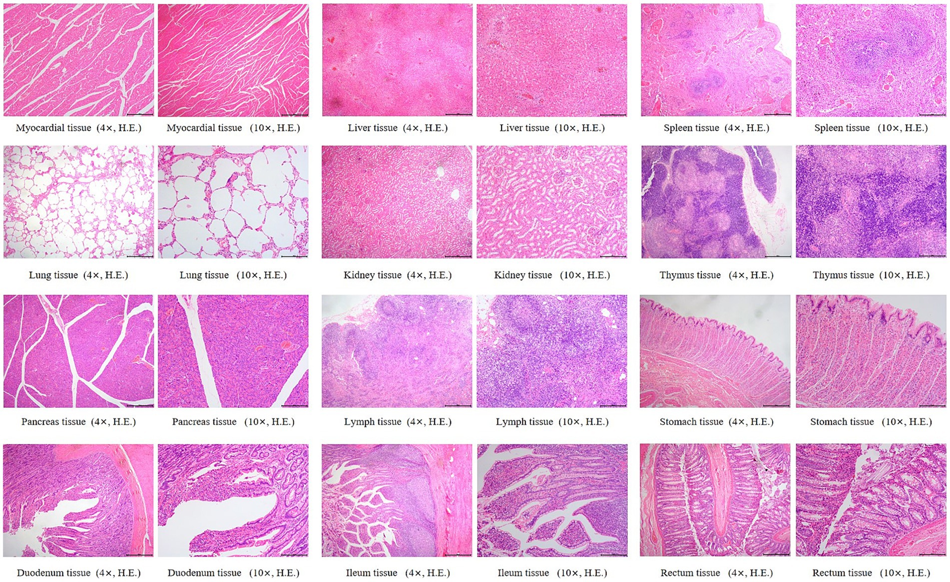 Microscopic images of various tissues from a dog in the high-dose AB4 group (100 mg/kg), stained with hematoxylin and eosin (H&E) at 4× and 10× magnification. Includes myocardial, liver, spleen, lung, kidney, thymus, pancreas, lymph node, stomach, duodenum, ileum, and rectum tissues. Images are arranged in a grid to compare histological structures across organs.