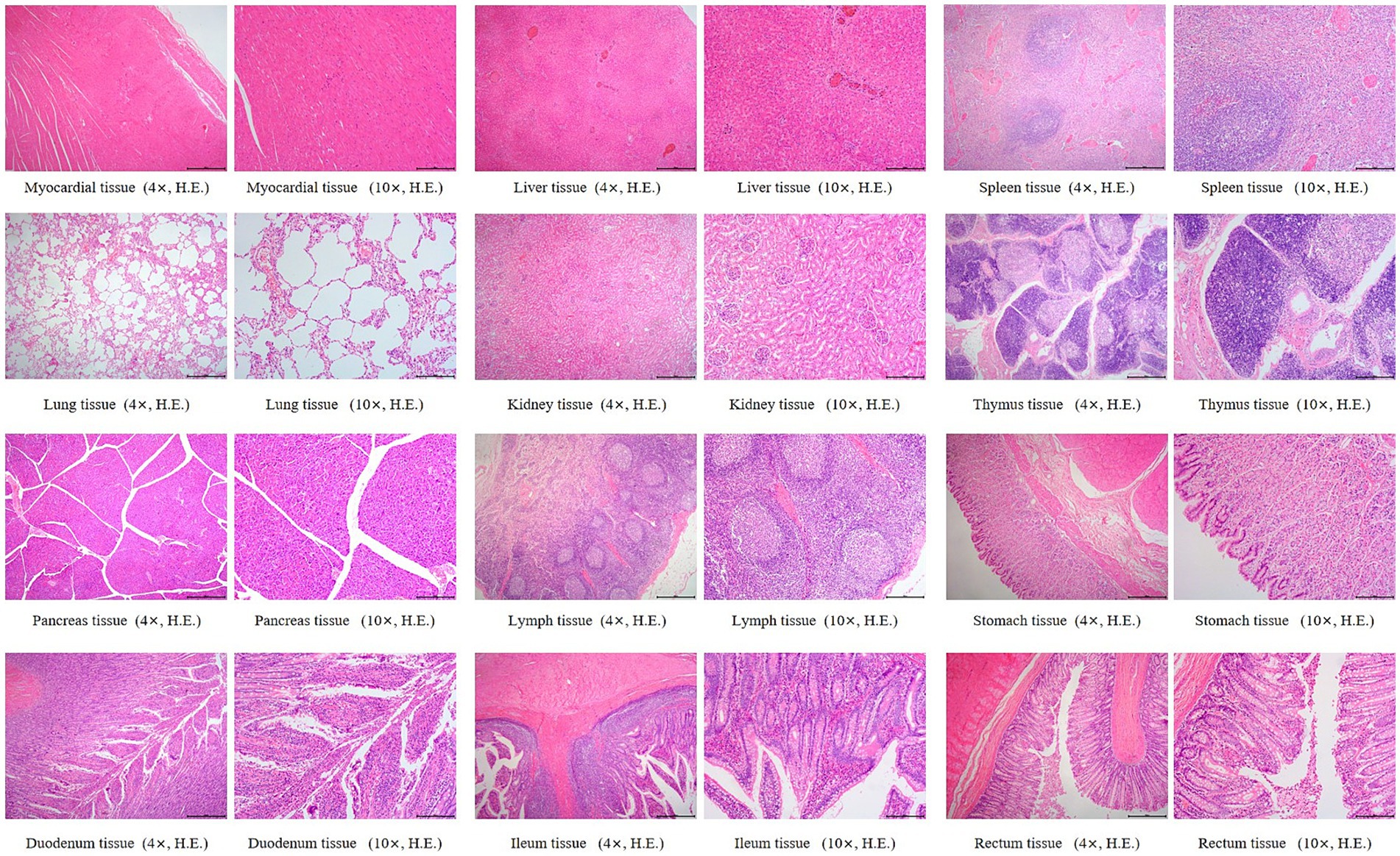 Microscopic images of various tissues from a dog in the saline control group, stained with hematoxylin and eosin (H&E) at 4× and 10× magnification. Tissues include myocardial, liver, spleen, lung, kidney, thymus, pancreas, lymph node, stomach, duodenum, ileum, and rectum. Each tissue shows normal histological structure without obvious pathological changes.