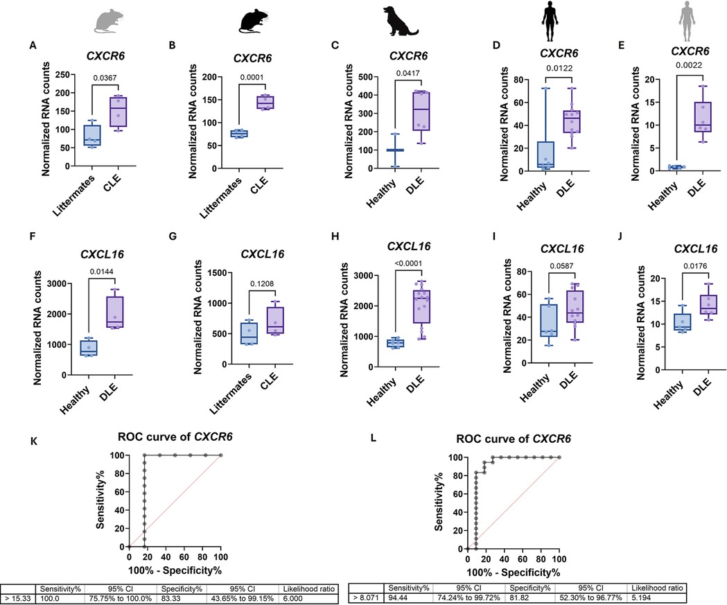 Box plots and ROC curves comparing RNA counts of CXCR6 and CXCL16 in lupus versus healthy samples across 3 species: mice, dogs and humans. Significant differences are noted with p-values. The ROC curves (panels K and L) show the diagnostic performance of CXCR6 in lupus skin disease, with sensitivity and specificity values presented in the figure.