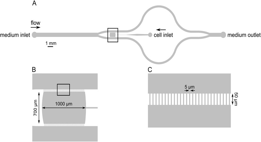 Diagram illustrating a microfluidic device. Panel A shows the device layout with a medium inlet, cell inlet, and medium outlet, with flow indicated. Panel B zooms into a section measuring one thousand by seven hundred micrometers. Panel C provides further detail, showing structures five micrometers apart and fifty micrometers in height.