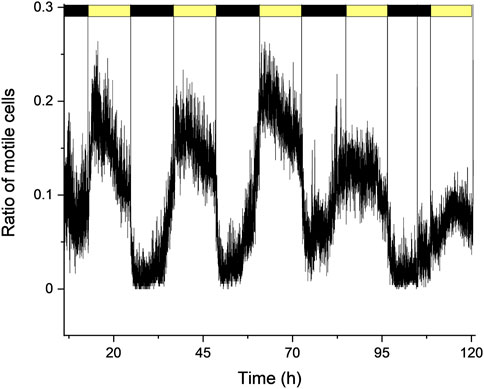 Line graph showing the ratio of motile cells over time in hours, ranging from zero to one hundred twenty. The graph features fluctuations with a peak ratio of 0.3 and troughs around zero, occurring periodically. Yellow highlights indicate specific time segments on the x-axis.