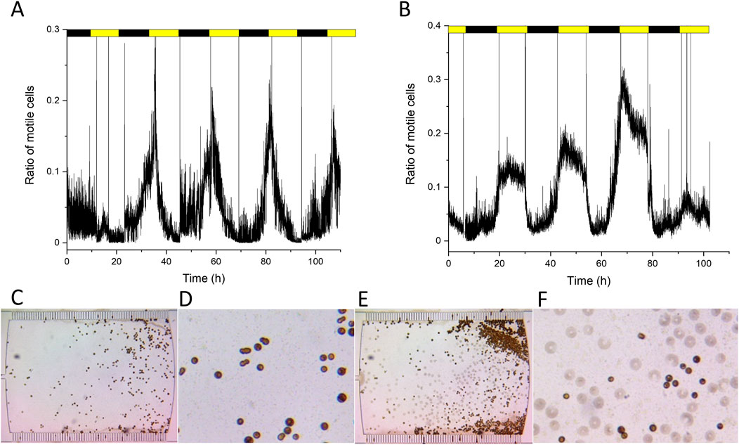 Graphs and microscopy images. Graphs A and B display the ratio of motile cells over time, featuring periodic spikes. Yellow and black bars represent different conditions. Images C to F show microscopic views of cells on surfaces, with noticeable differences in cell distribution and density.