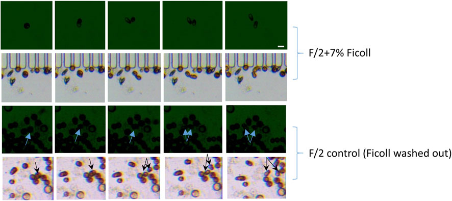 Microscopy images showing the behavior of cells under two different conditions: F/2 medium with seven percent Ficoll and F/2 control with Ficoll washed out. The top two rows represent the presence of Ficoll, while the bottom two rows show its absence. Blue and black arrows highlight specific cell features or interactions.