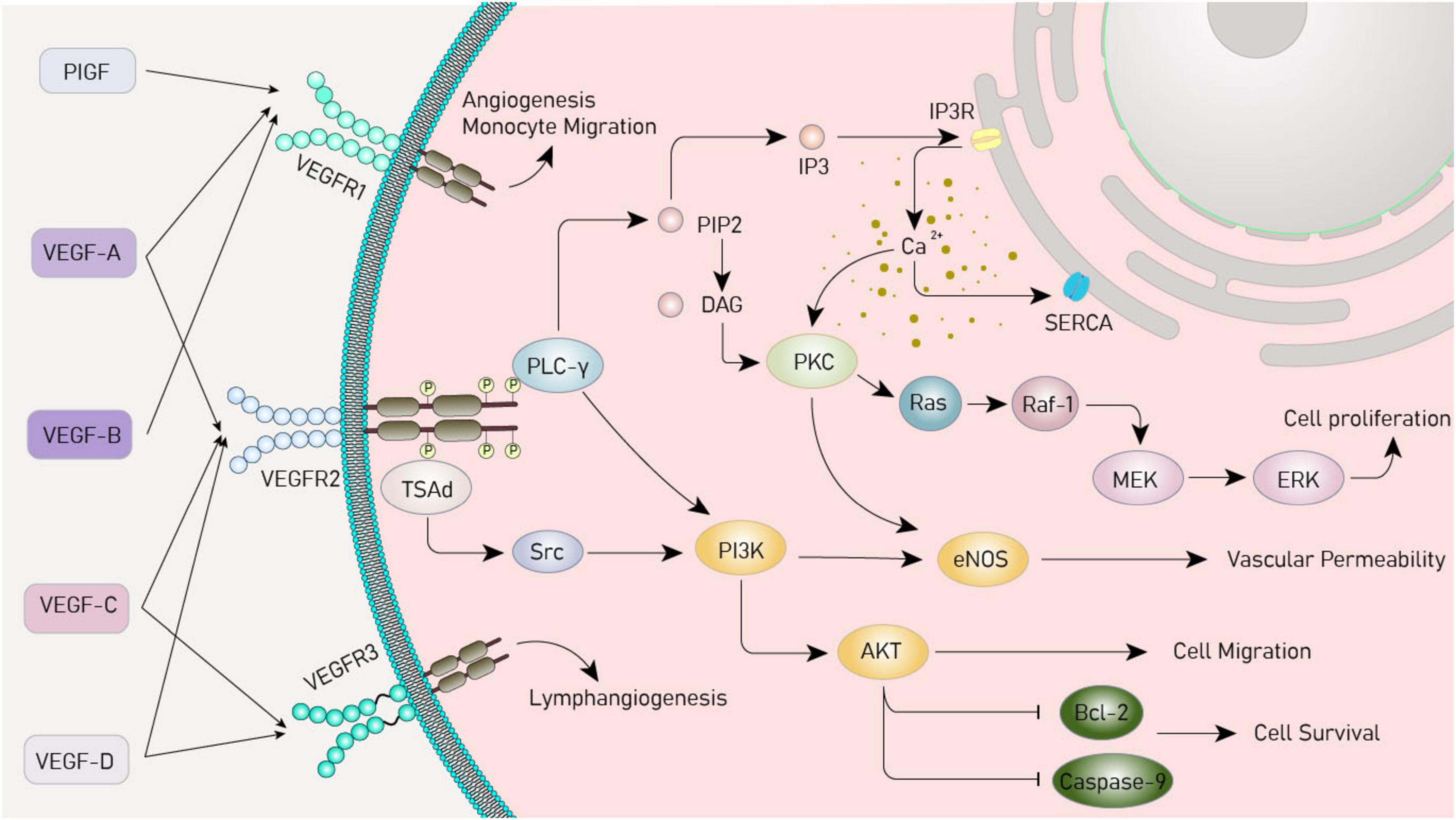 Diagram illustrating the VEGF signaling pathways in a cell. VEGF-A, VEGF-B, VEGF-C, VEGF-D, and PIGF interact with receptors VEGFR1, VEGFR2, and VEGFR3. These interactions lead to various intracellular processes involving PLC-γ, PKC, PI3K, AKT, and others, influencing angiogenesis, lymphangiogenesis, cell proliferation, vascular permeability, cell migration, and survival. Key molecules like eNOS, Bcl-2, Caspase-9, Ras, Raf-1, MEK, and ERK are shown in the pathways, highlighting complex cellular mechanisms.