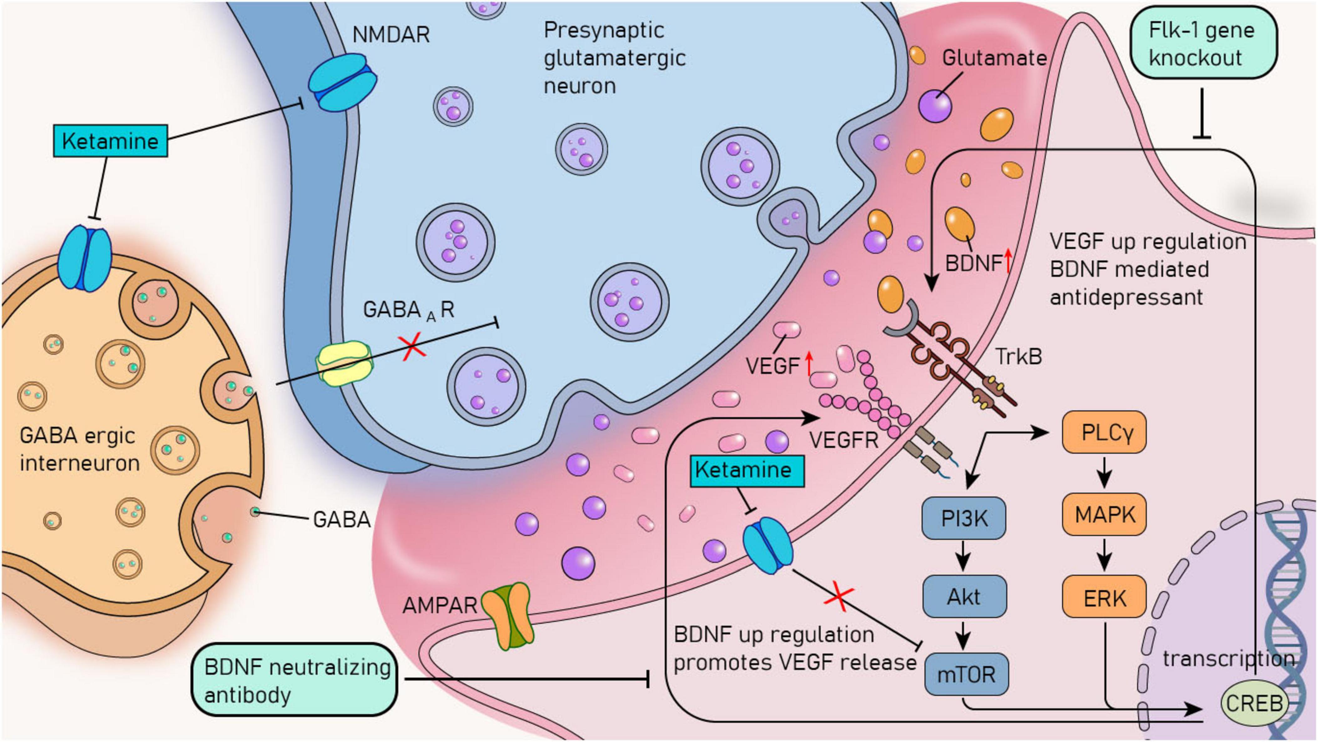 Diagram showing the effect of ketamine on a presynaptic glutamatergic neuron and GABAergic interneuron. Ketamine blocks NMDAR, inhibiting GABA release, which affects the postsynaptic neuron. This leads to the upregulation of BDNF and VEGF, activating TrkB and VEGFR pathways, and involves PI3K, Akt, and mTOR signaling. These processes promote CREB transcription, impacting antidepressant effects. Flk-1 gene knockout, BDNF neutralizing antibody, and the involvement of PLCγ, MAPK, and ERK are also depicted.