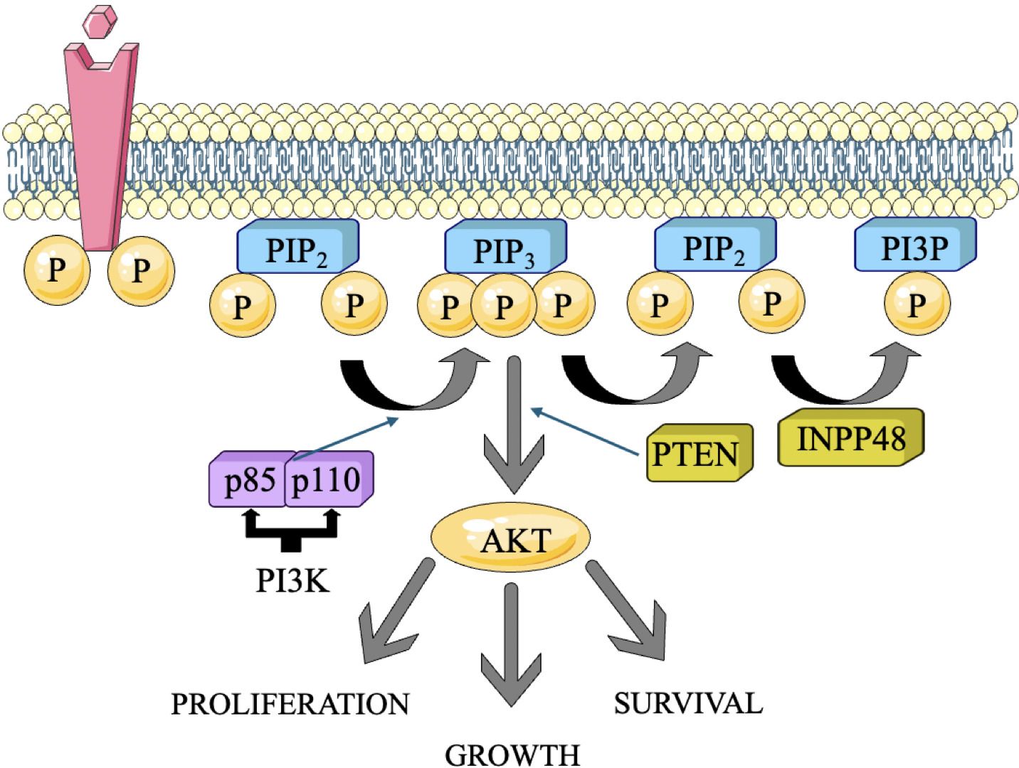Diagram illustrating the PI3K/AKT signaling pathway. A receptor activates PI3K, leading to the conversion of PIP2 to PIP3. PTEN and INPP48 regulate this process. The pathway influences proliferation, growth, and survival through AKT activation.